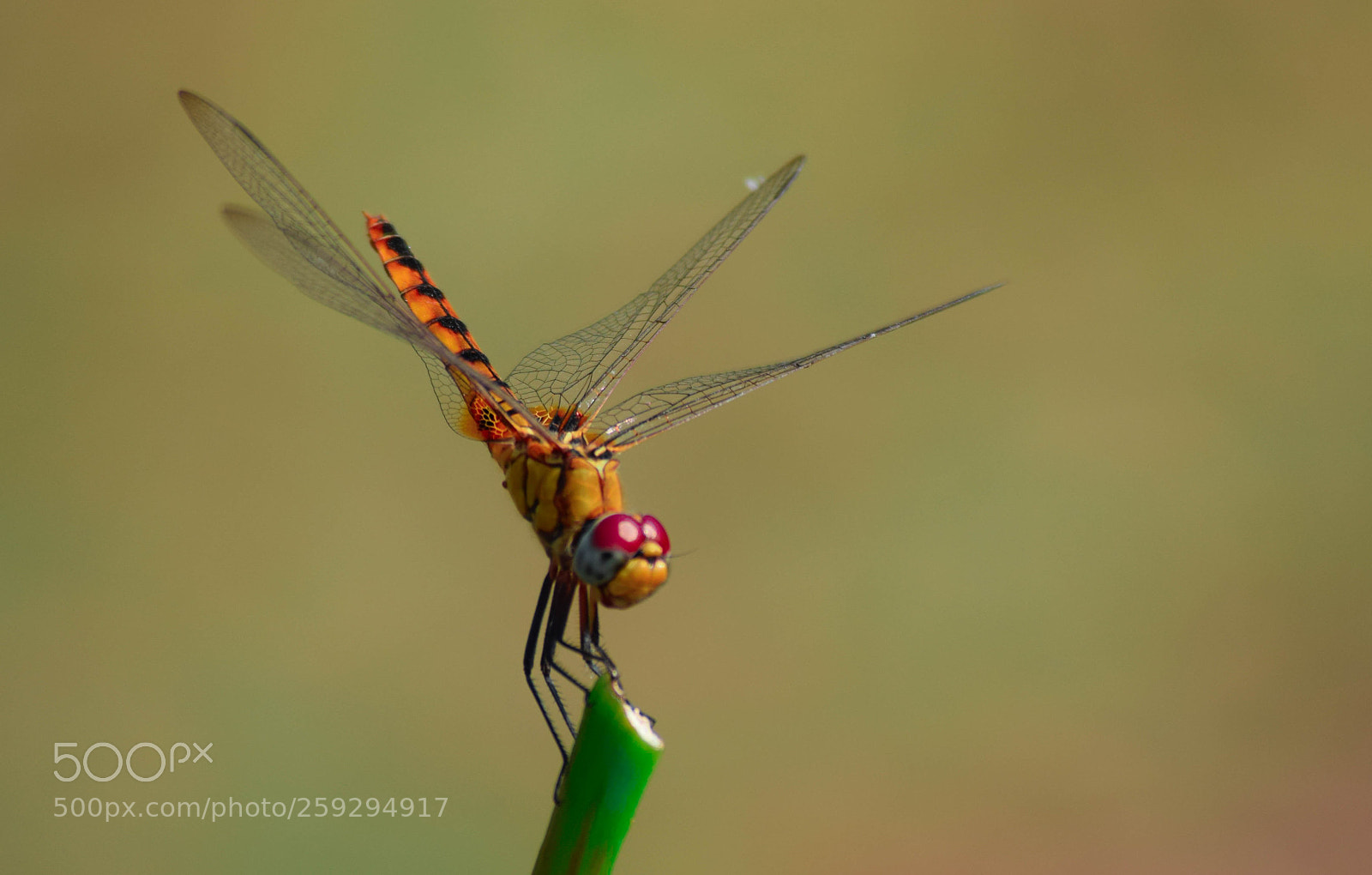Nikon D5300 sample photo. Dragonfly photography