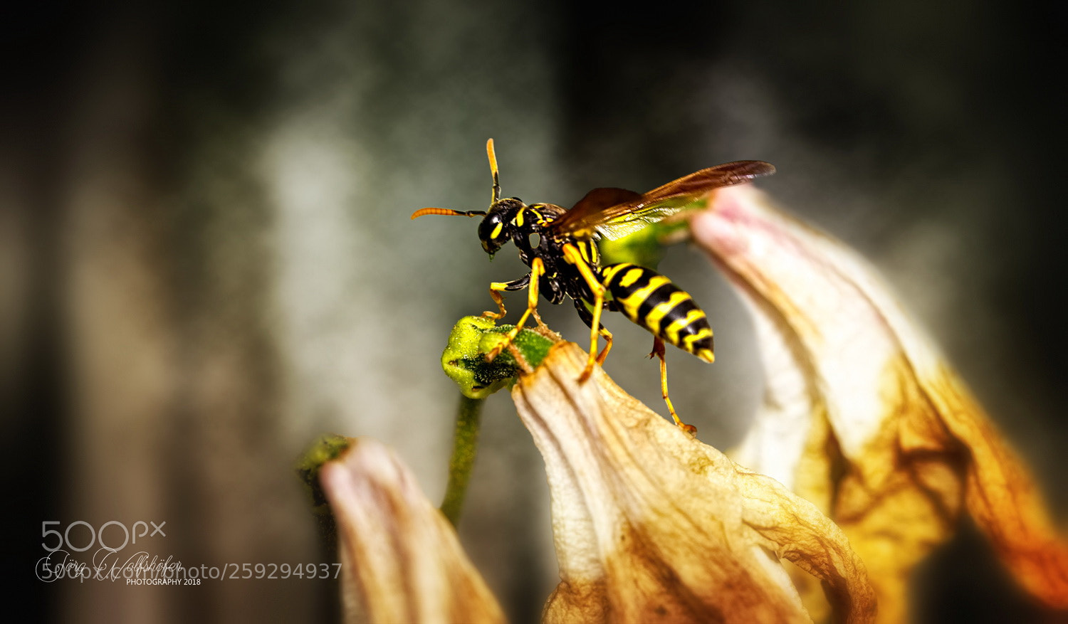 Nikon D5100 sample photo. Wasp photography