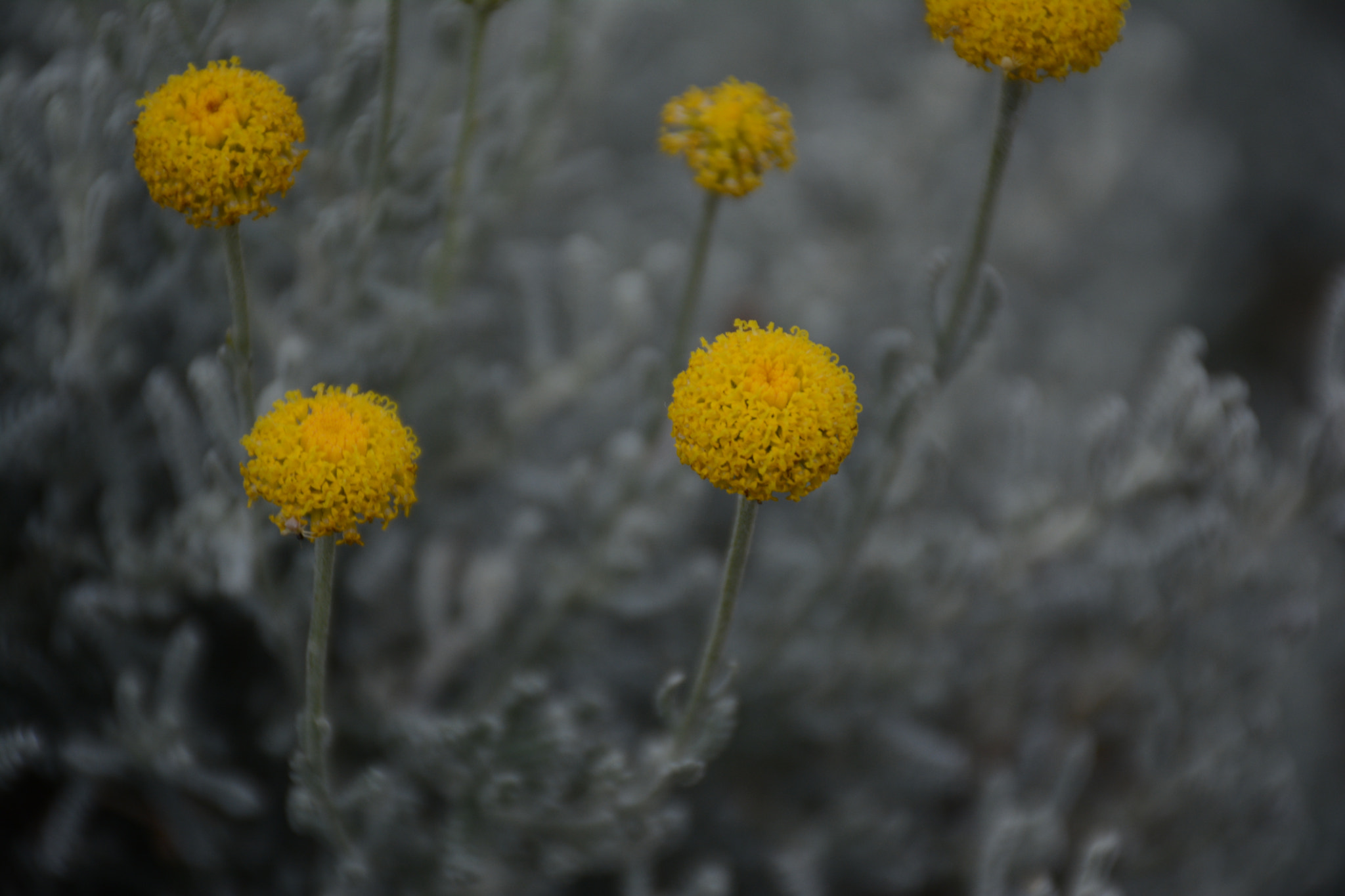 Nikon D7100 sample photo. Yellow 2 photography