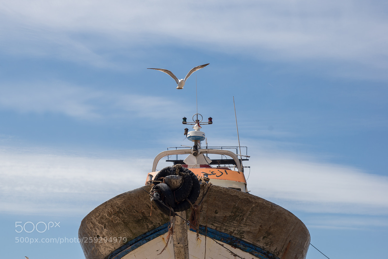 Nikon D610 sample photo. Seagull photography