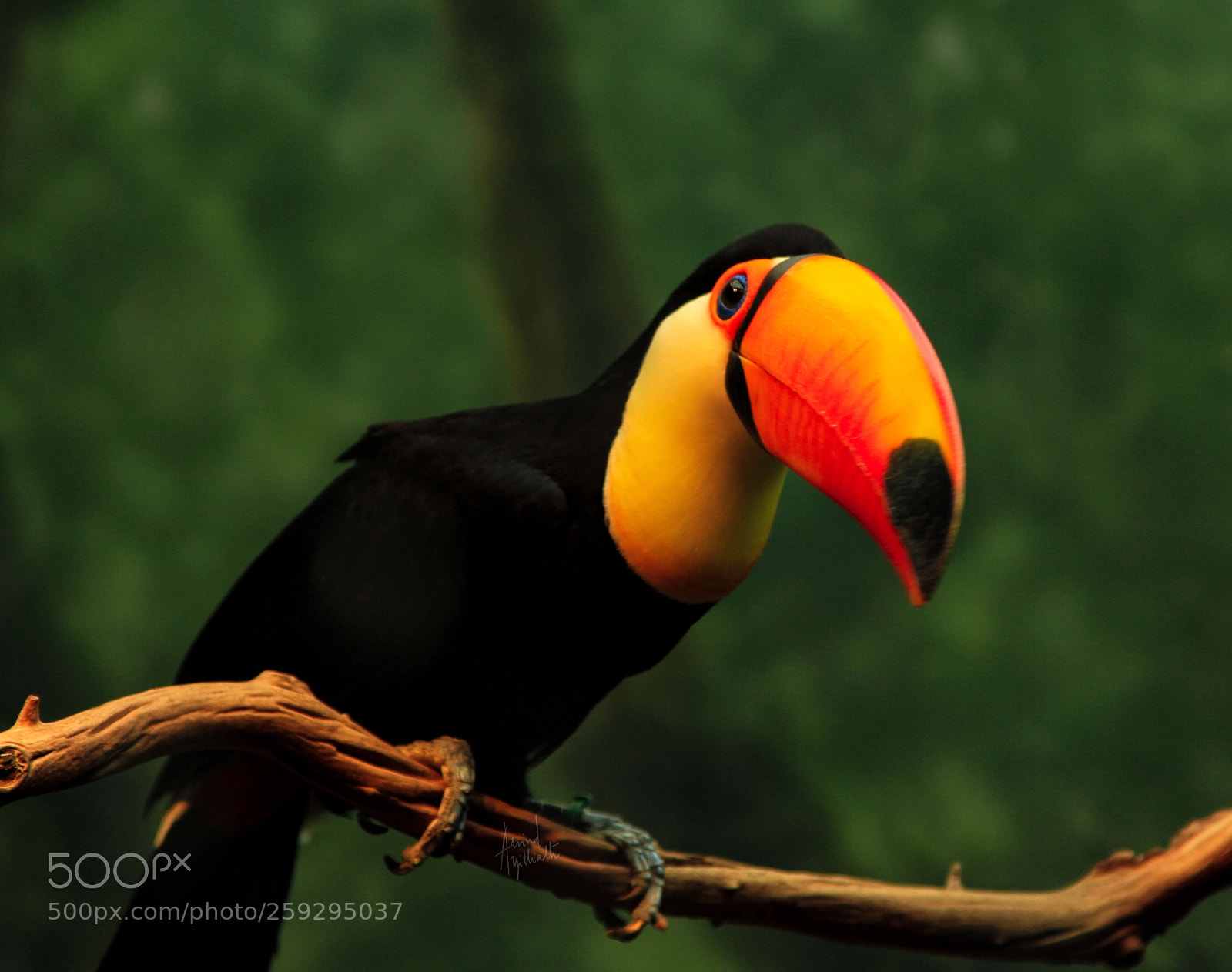 Canon EOS 7D sample photo. Toco toucan photography