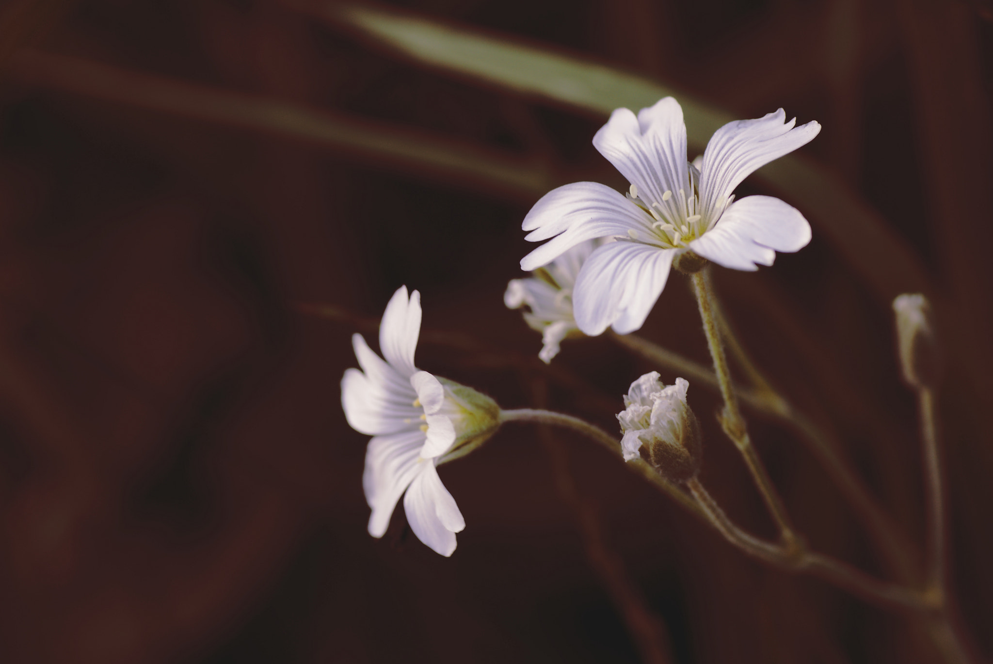 Sony SLT-A65 (SLT-A65V) + Tamron SP AF 90mm F2.8 Di Macro sample photo. Florals  #4/5 photography