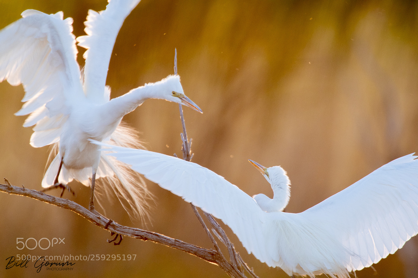 Nikon D500 sample photo. Great egrets squabbling over photography