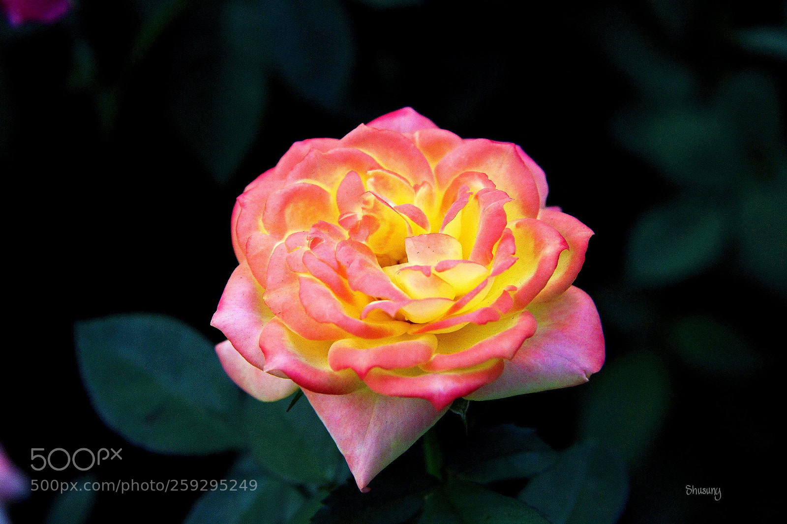 Canon EOS 700D (EOS Rebel T5i / EOS Kiss X7i) sample photo. Untitled photography