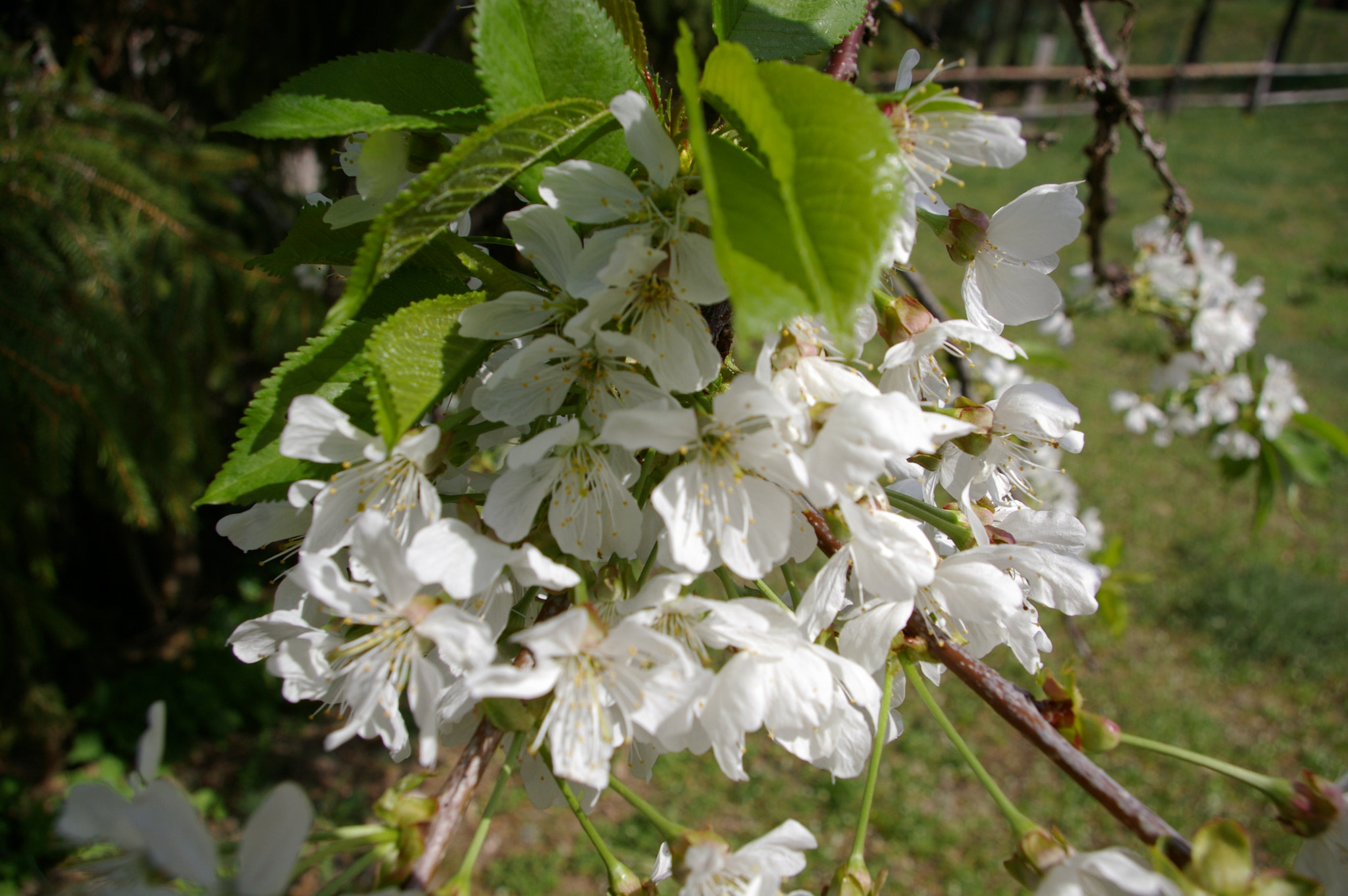 Pentax K100D sample photo. Nature photography