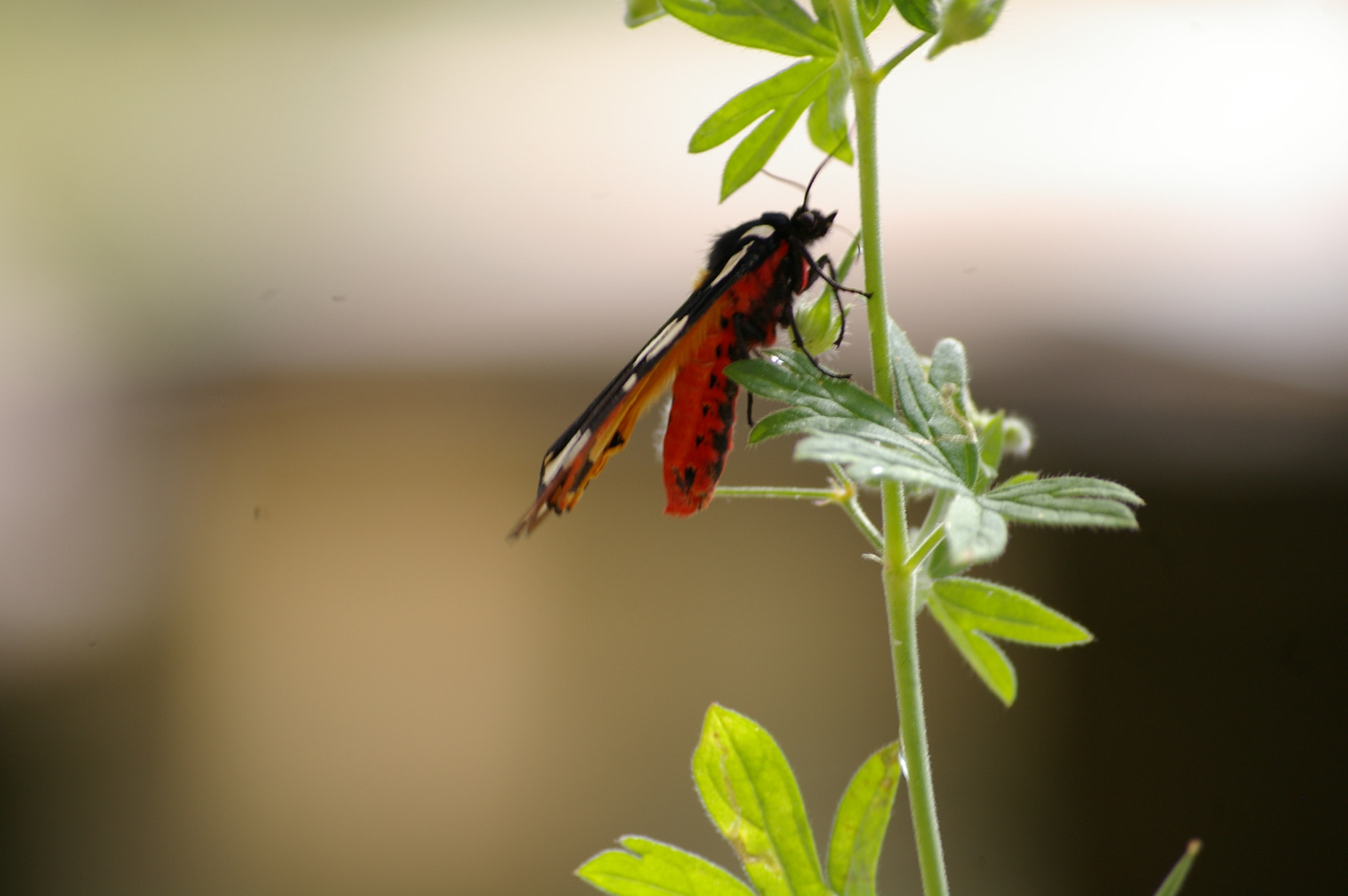 Pentax K100D sample photo. Nature photography