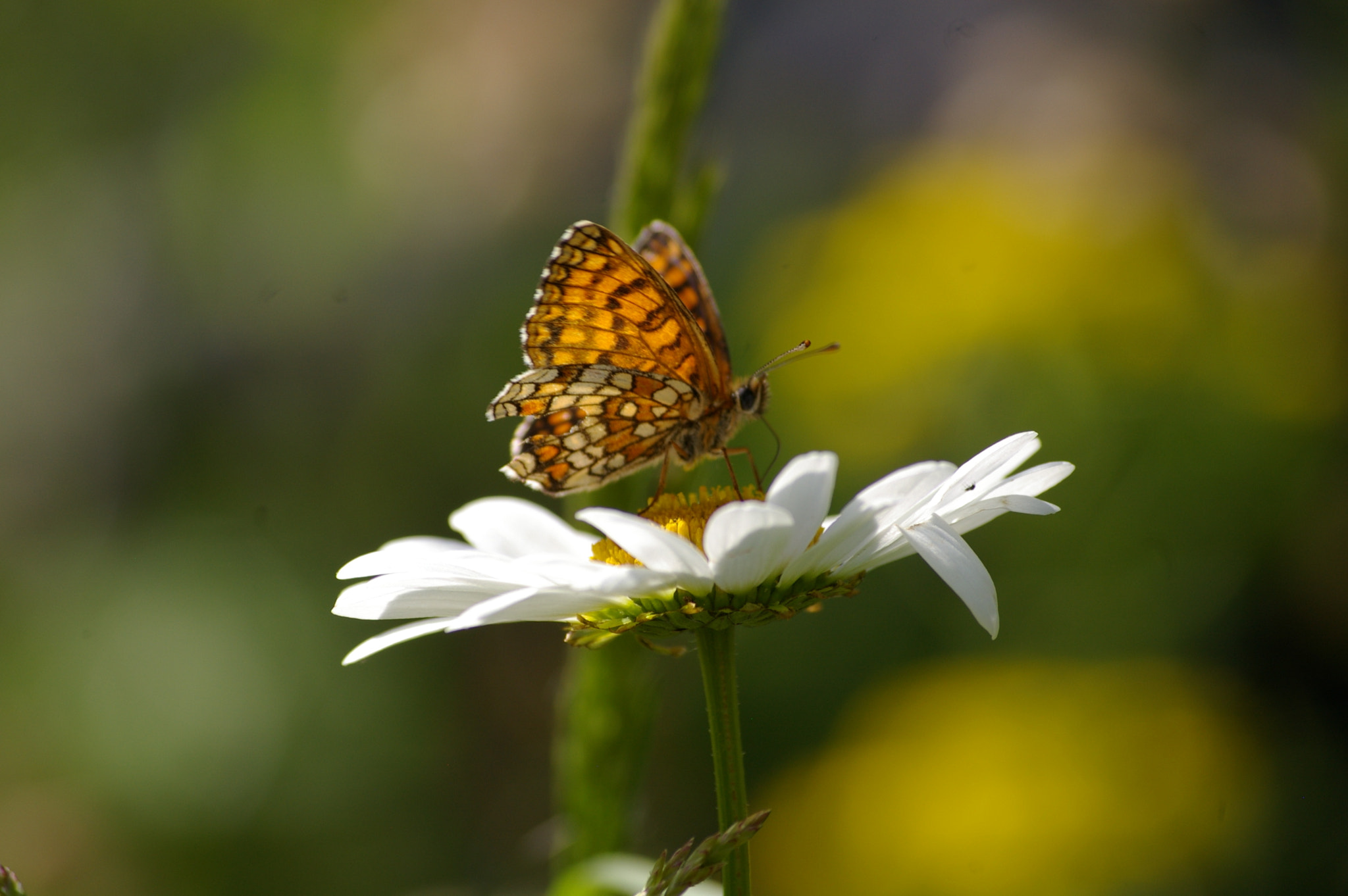 Pentax K100D sample photo. Nature photography