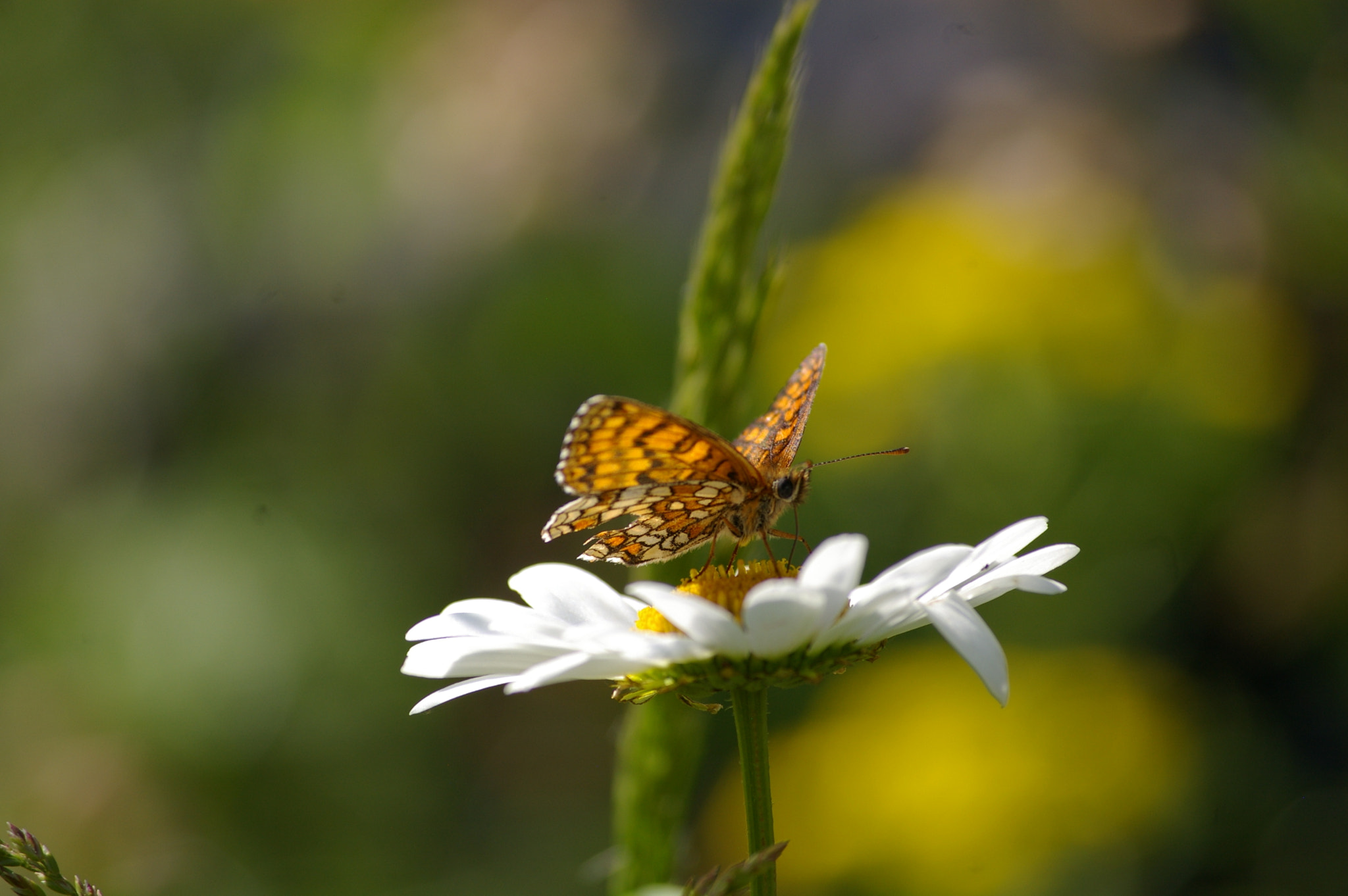 Pentax K100D sample photo. Nature photography