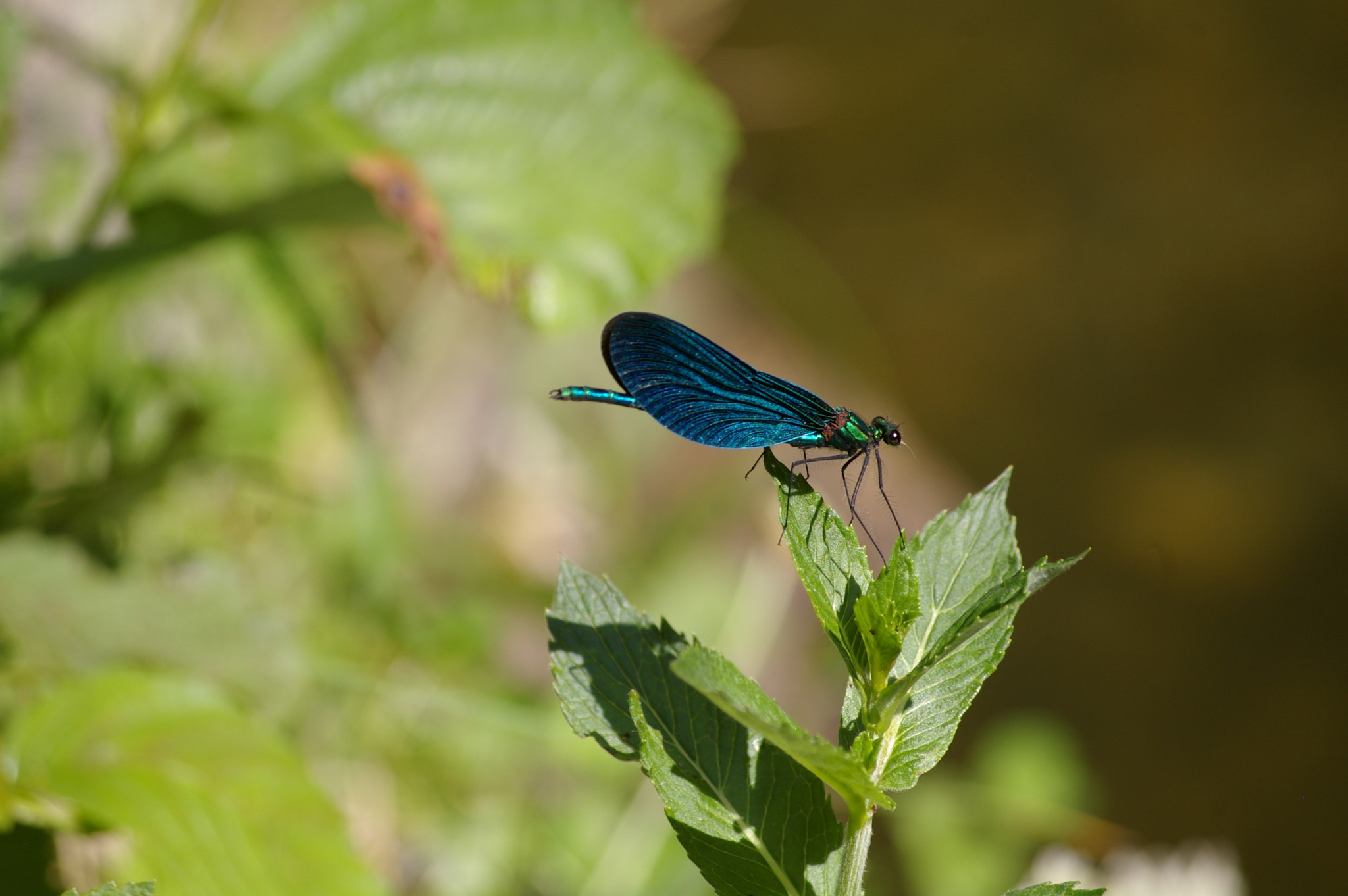 Pentax K100D sample photo. Nature photography