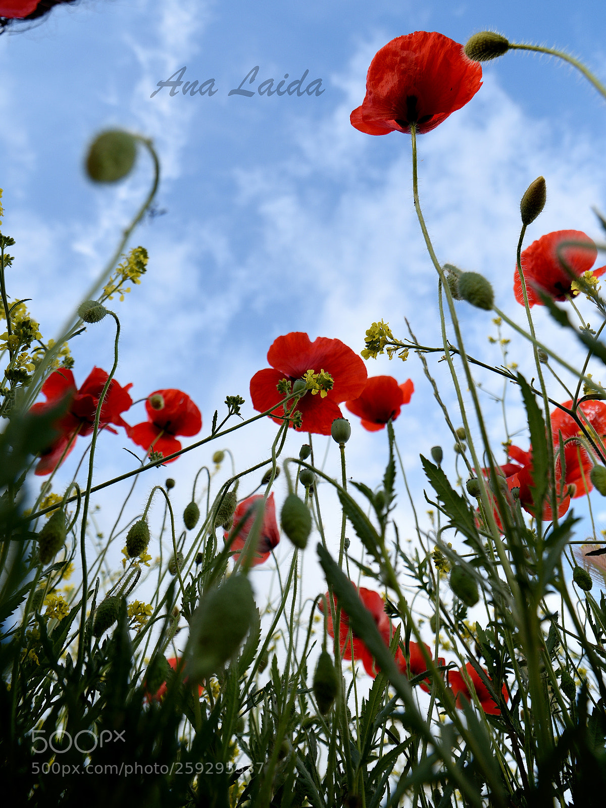 Nikon D7200 sample photo. Untitled photography