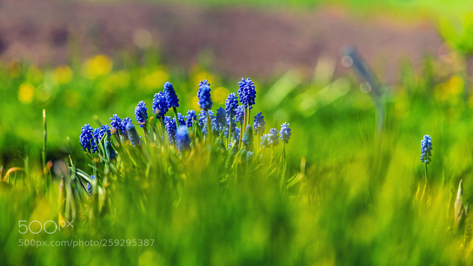Canon EOS 6D sample photo. Baby blue photography