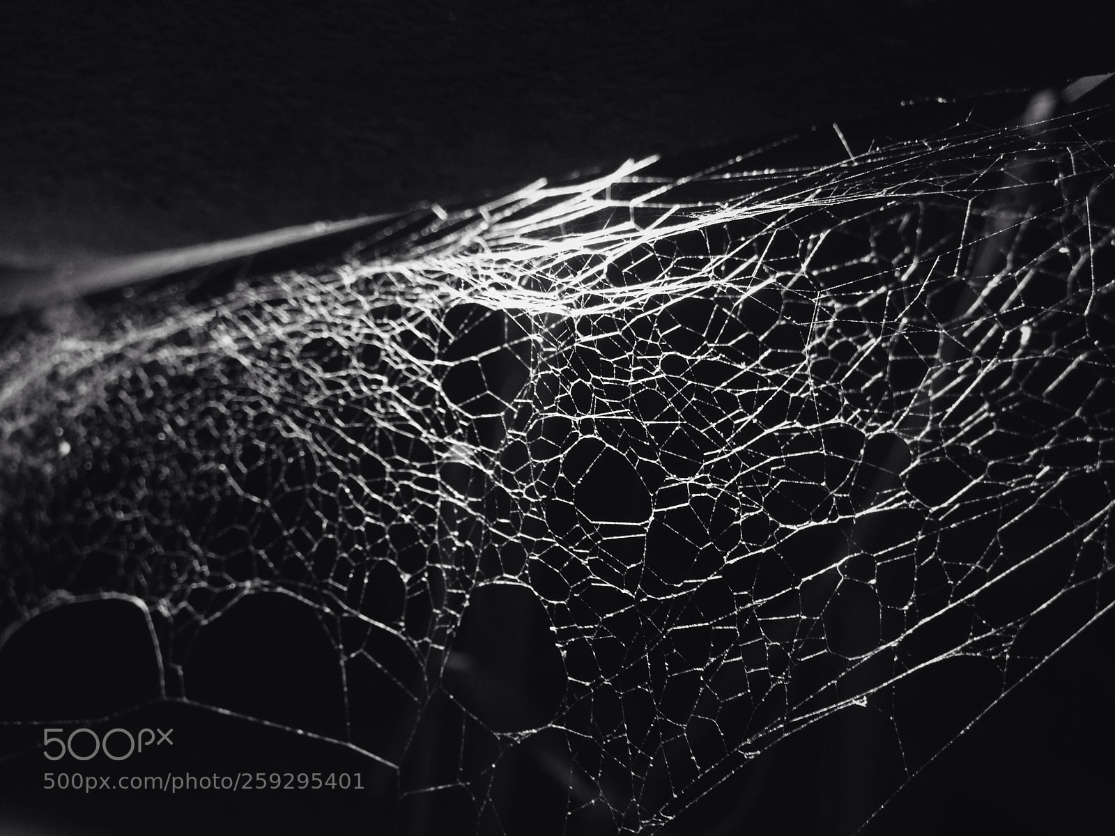 Apple iPhone 5 sample photo. The trap of 8 legs . photography