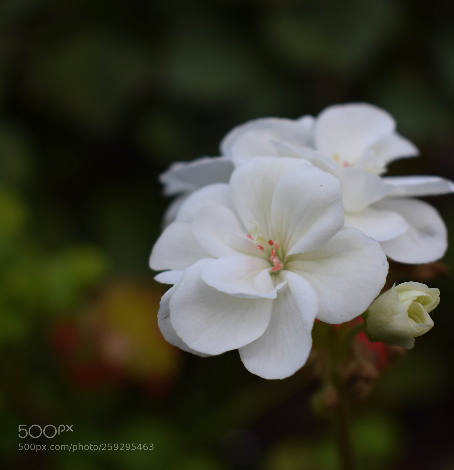 Nikon D5300 sample photo. Untitled photography