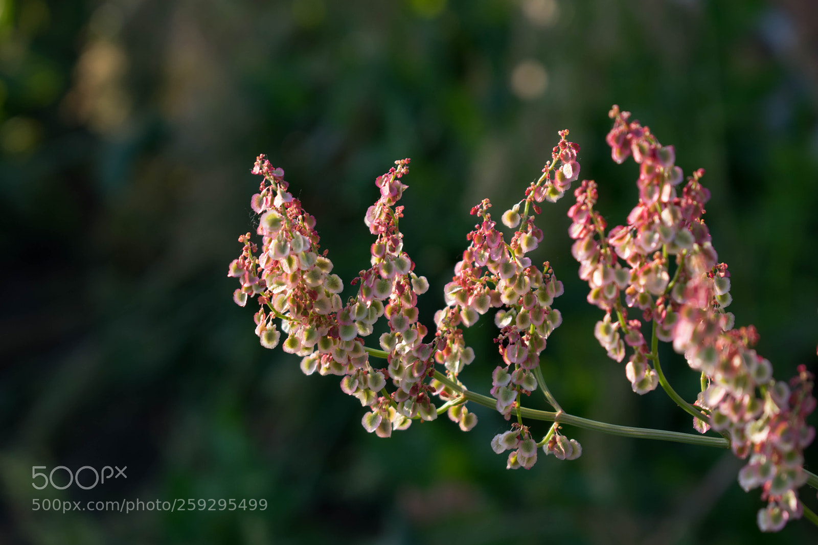 Nikon D5300 sample photo. Flower photography