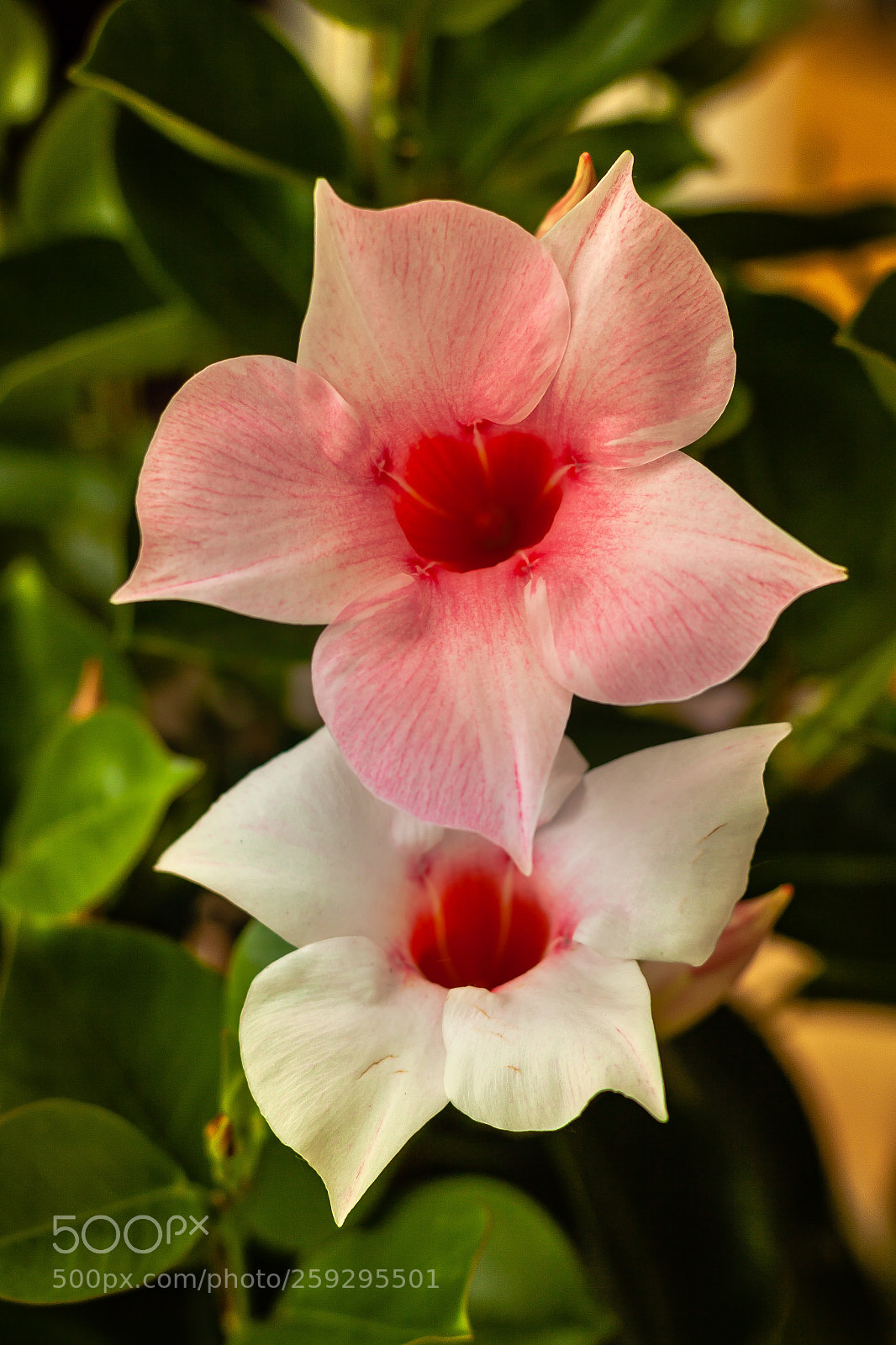 Canon EOS 50D sample photo. Sundaville photography