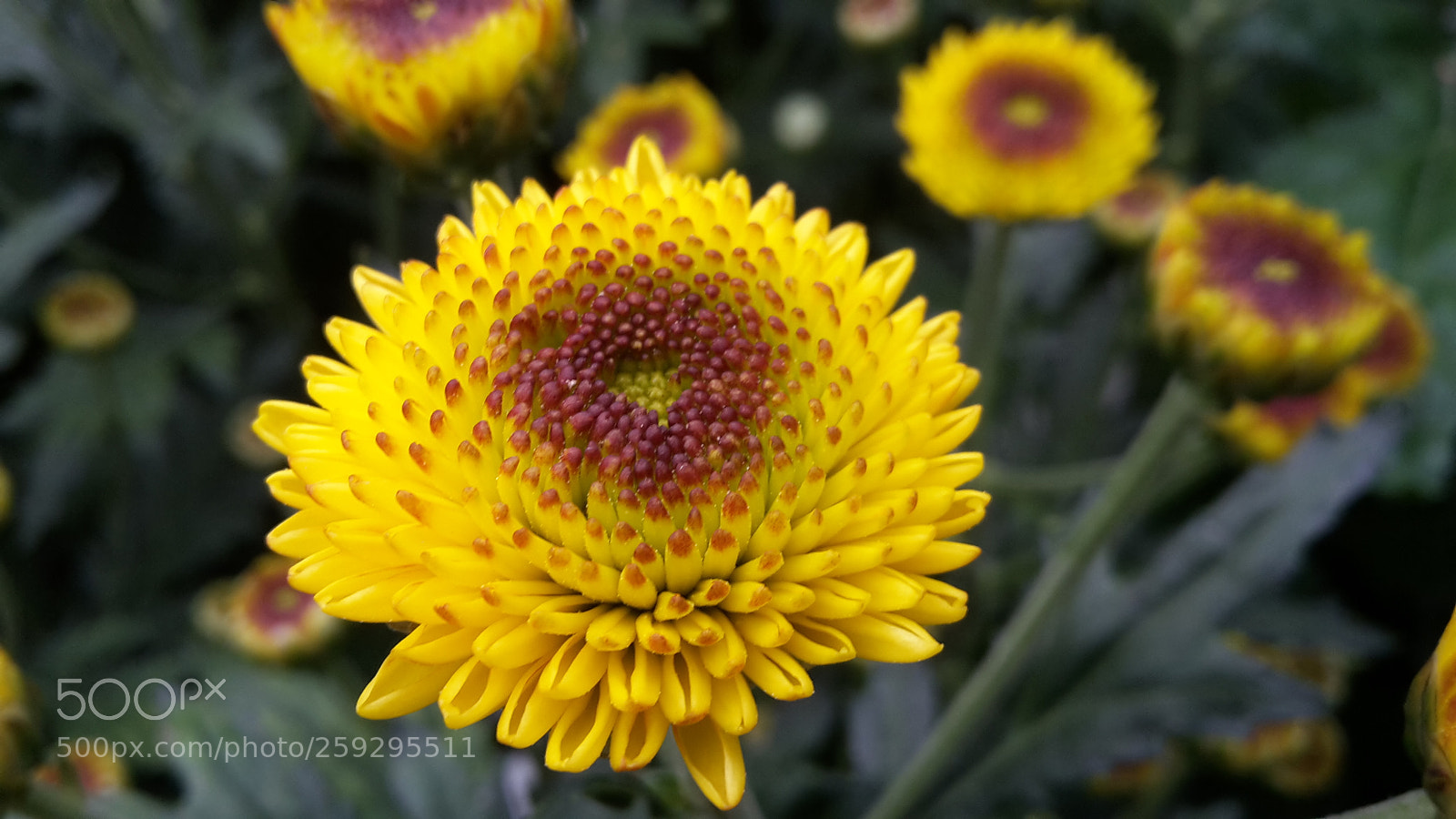 Samsung Galaxy S5 Mini sample photo. Yellow flower photography