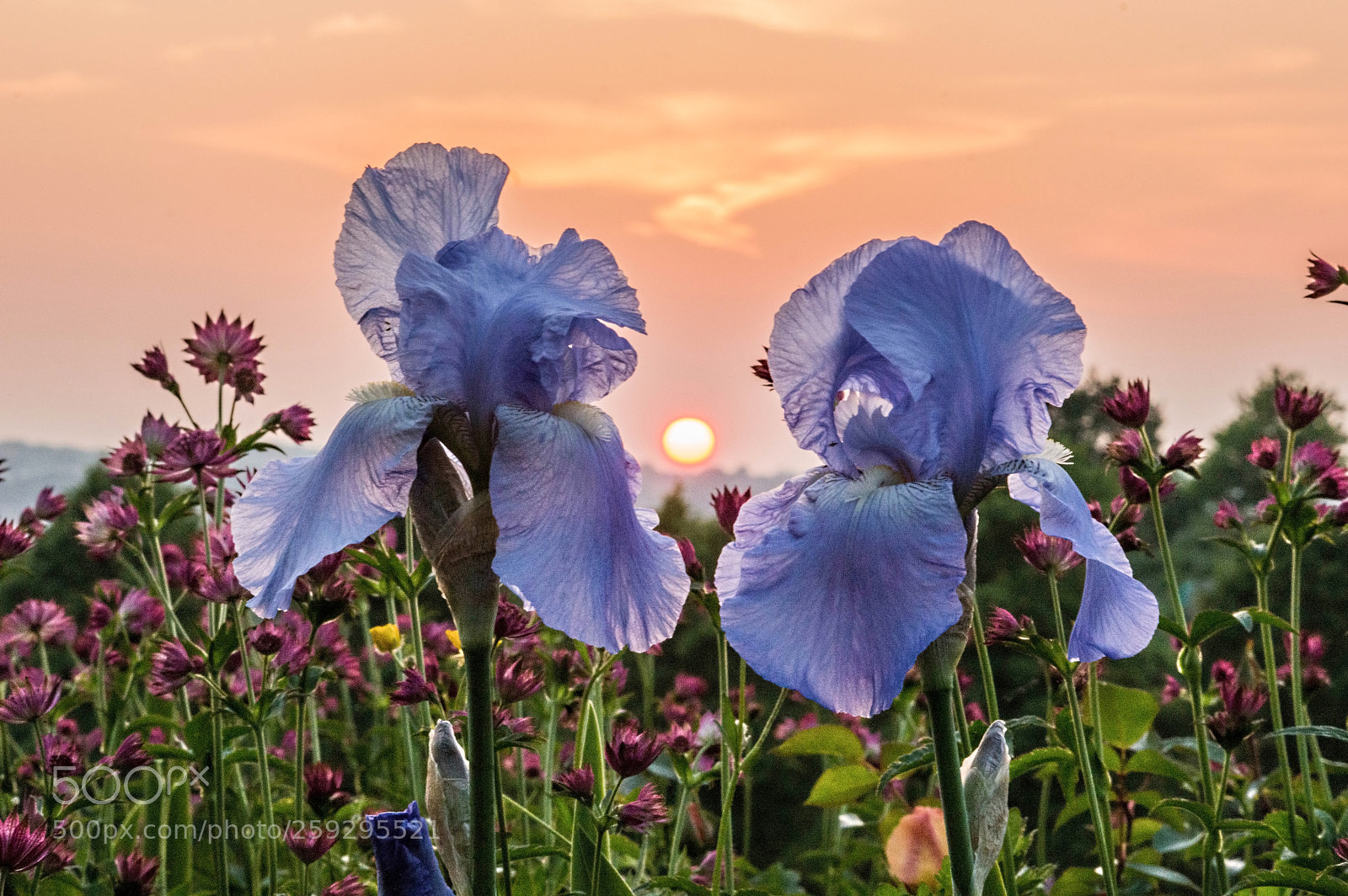 Nikon D610 sample photo. Sunset photography