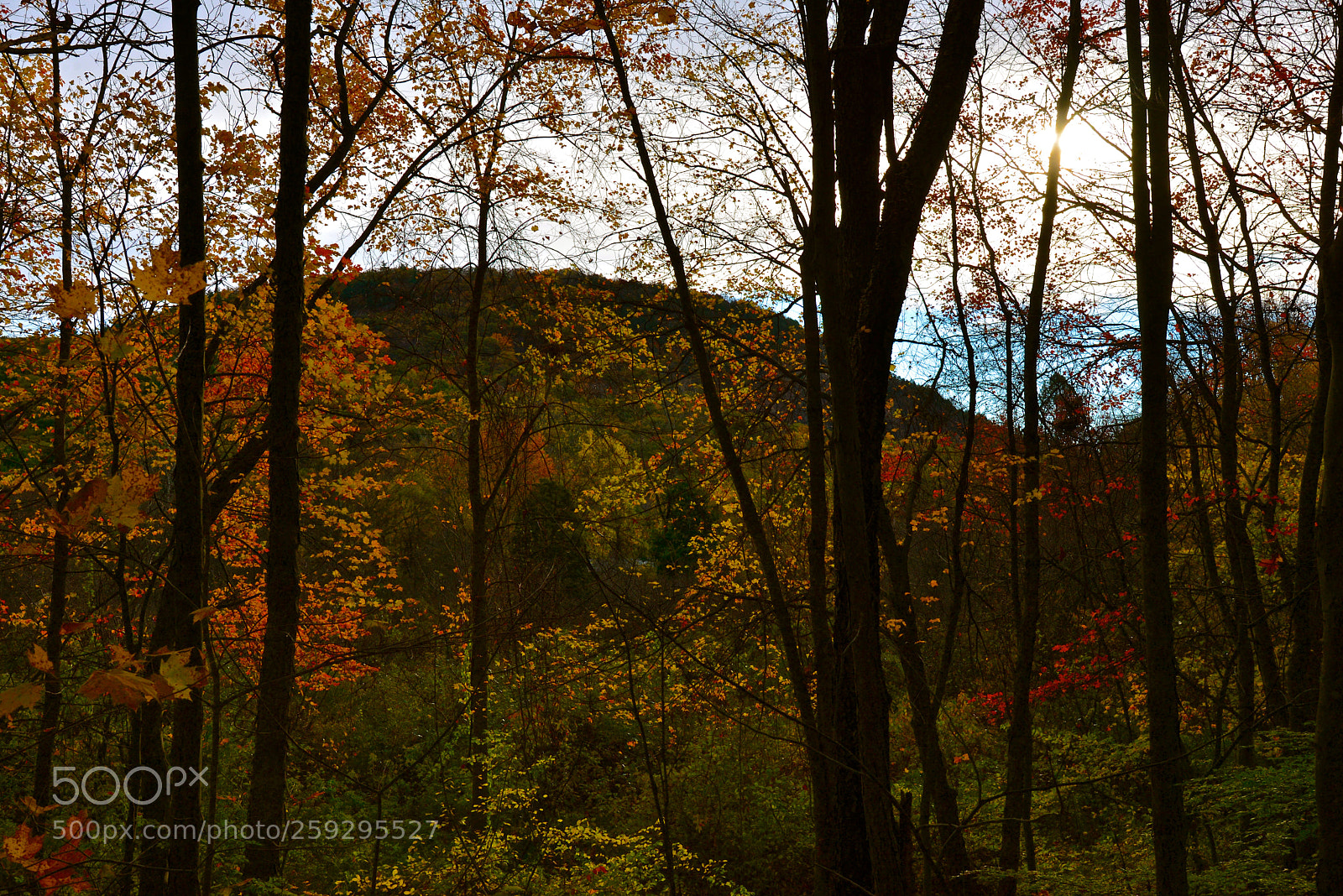 Nikon D600 sample photo. Autumn woods photography