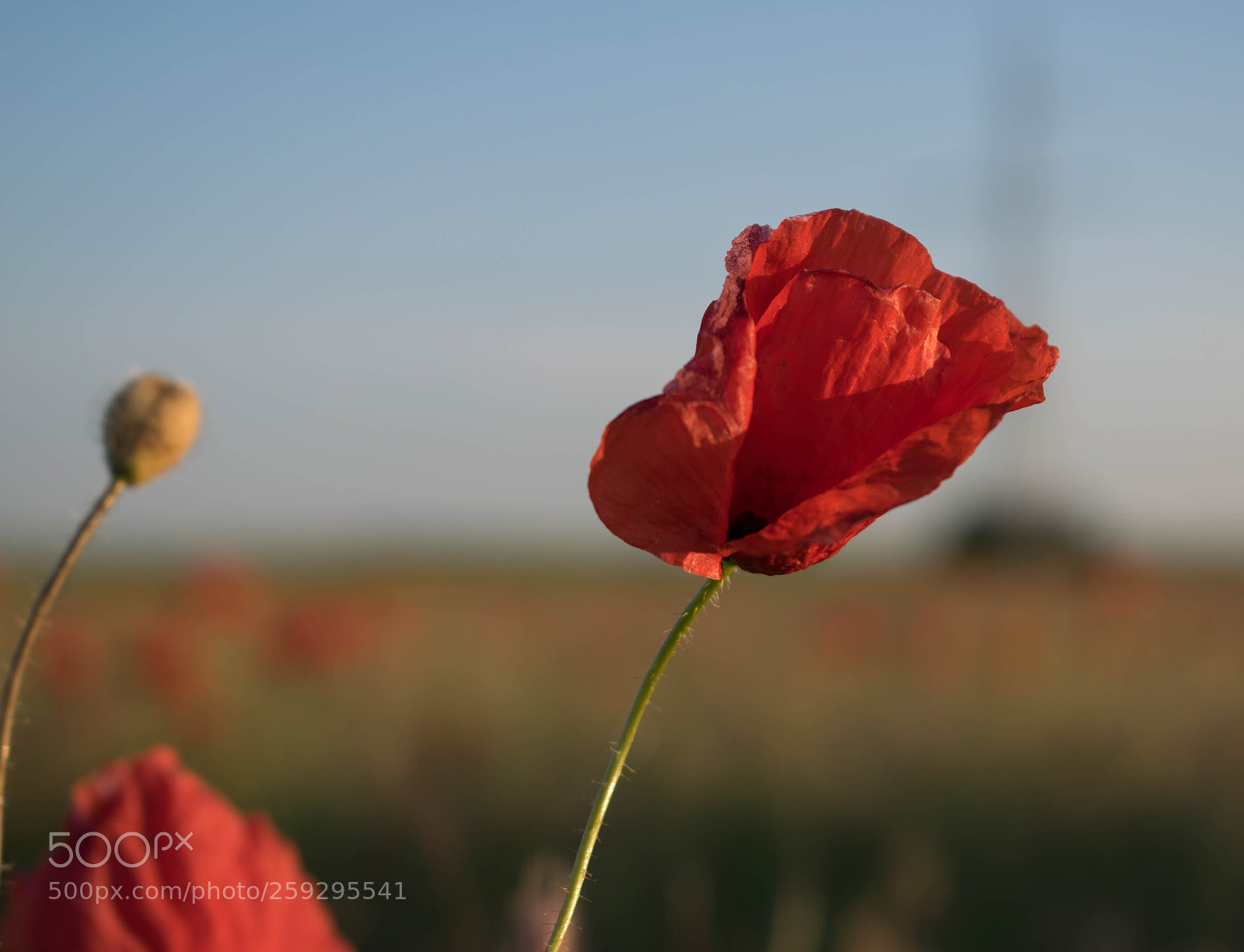 Nikon D5300 sample photo. Poppy photography