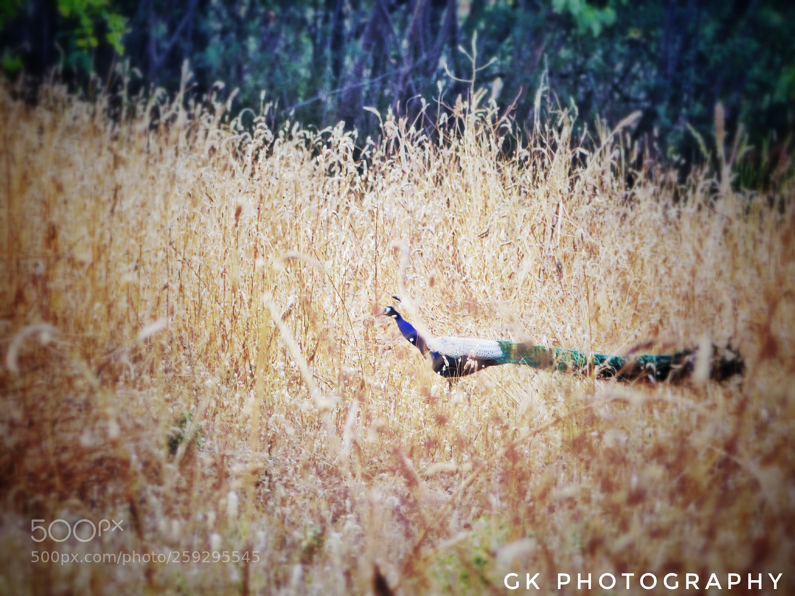 Panasonic Lumix DMC-FZ200 sample photo. Peacock photography