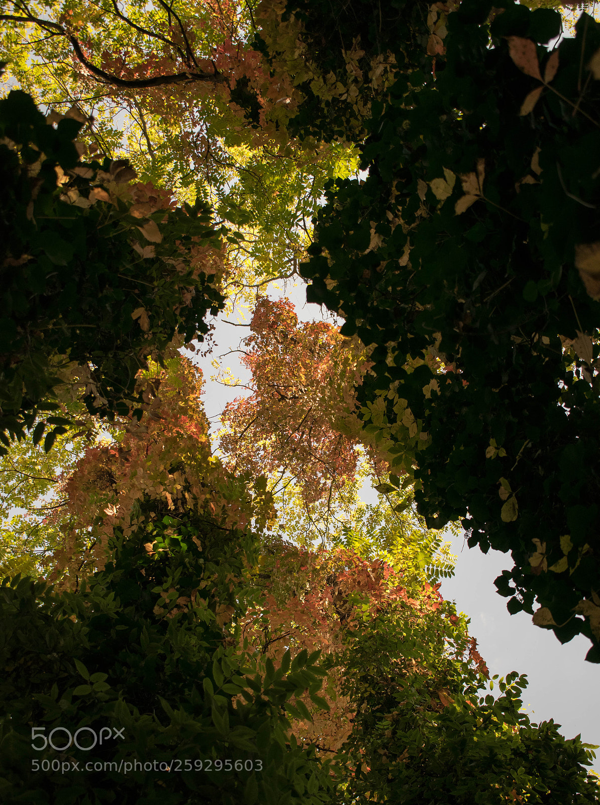 Nikon D5300 sample photo. Nature painting photography