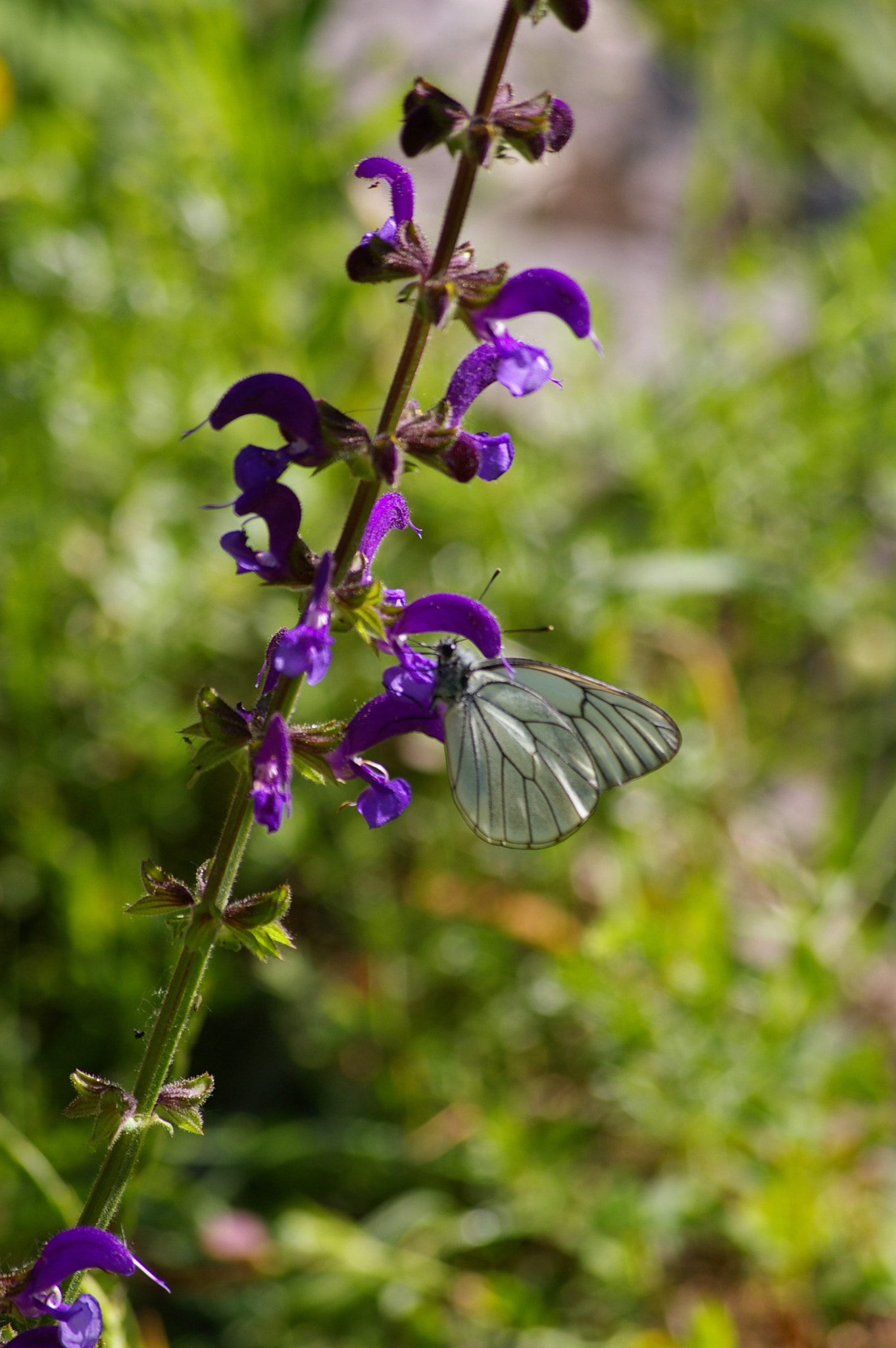 Pentax K100D sample photo. Nature photography