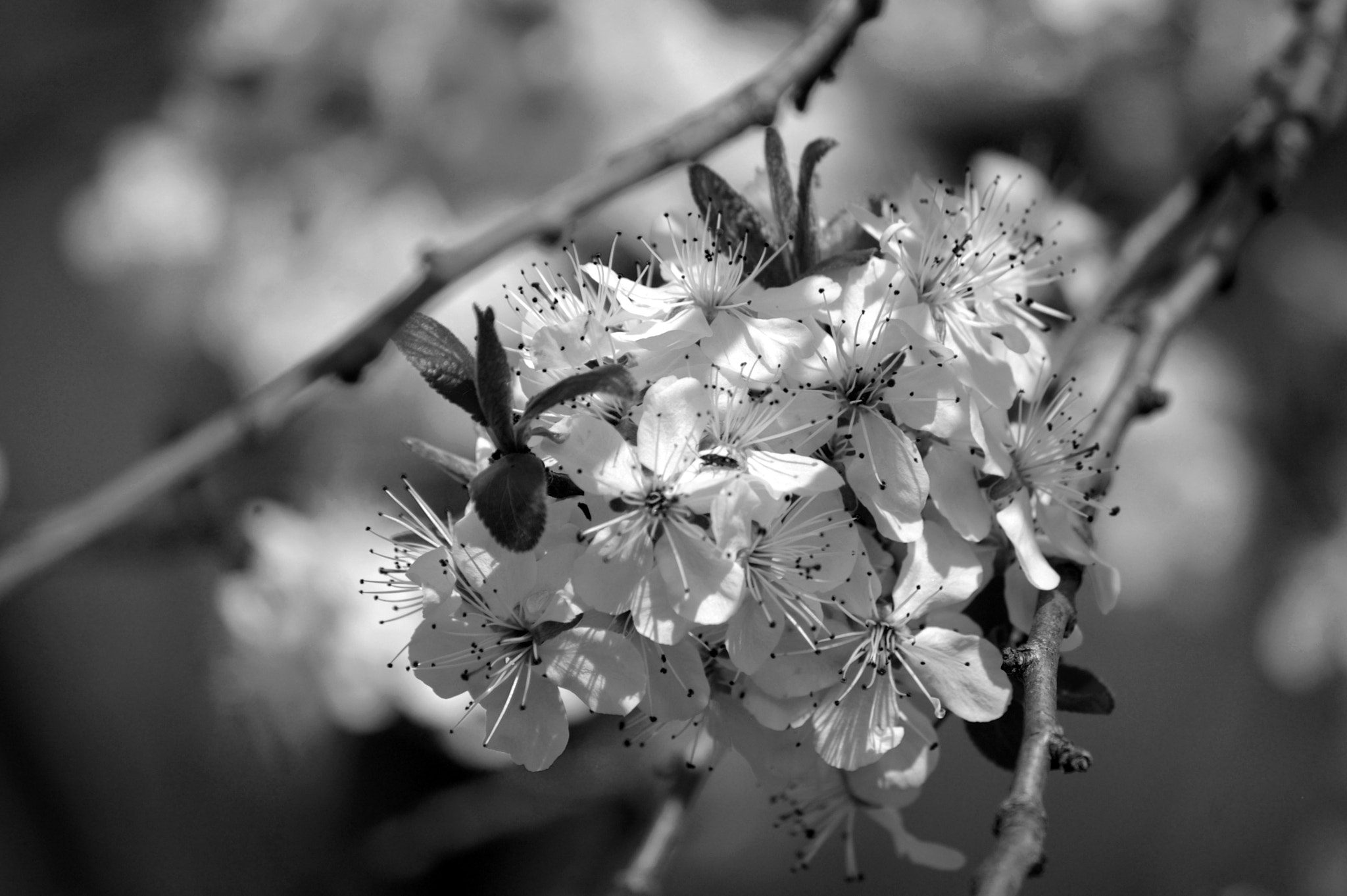 Pentax K100D sample photo. Nature photography