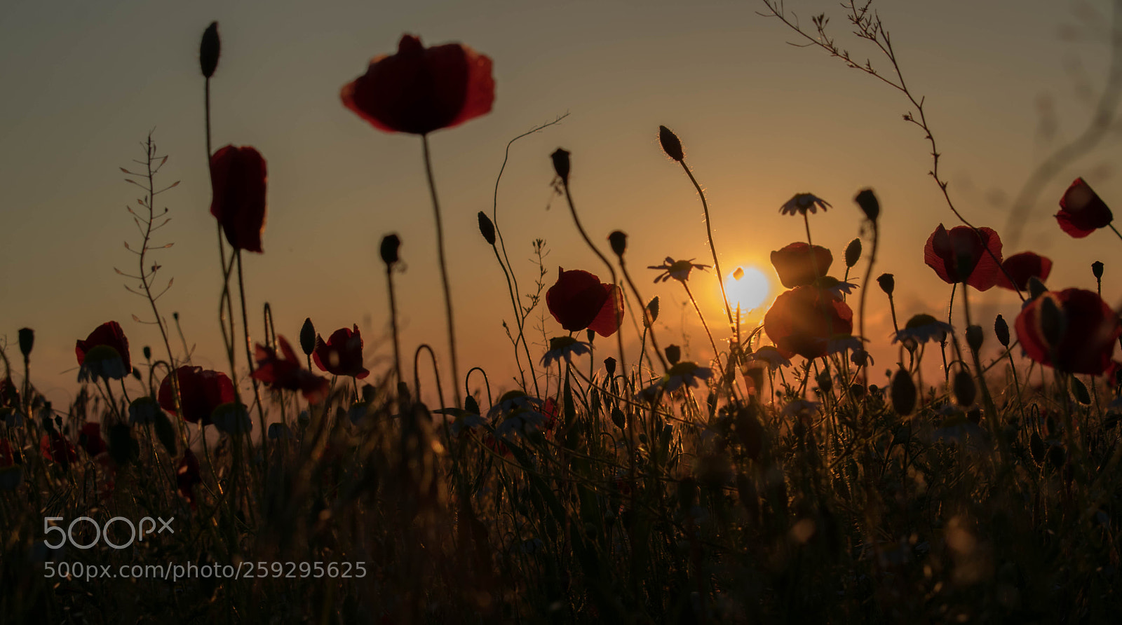 Nikon D5300 sample photo. Sunset over a poppy photography