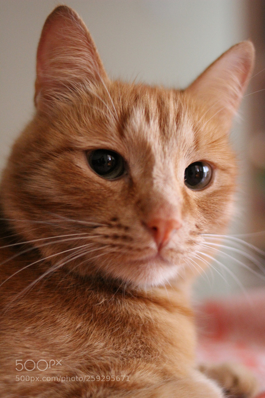Canon EOS 600D (Rebel EOS T3i / EOS Kiss X5) sample photo. Borisiy photography