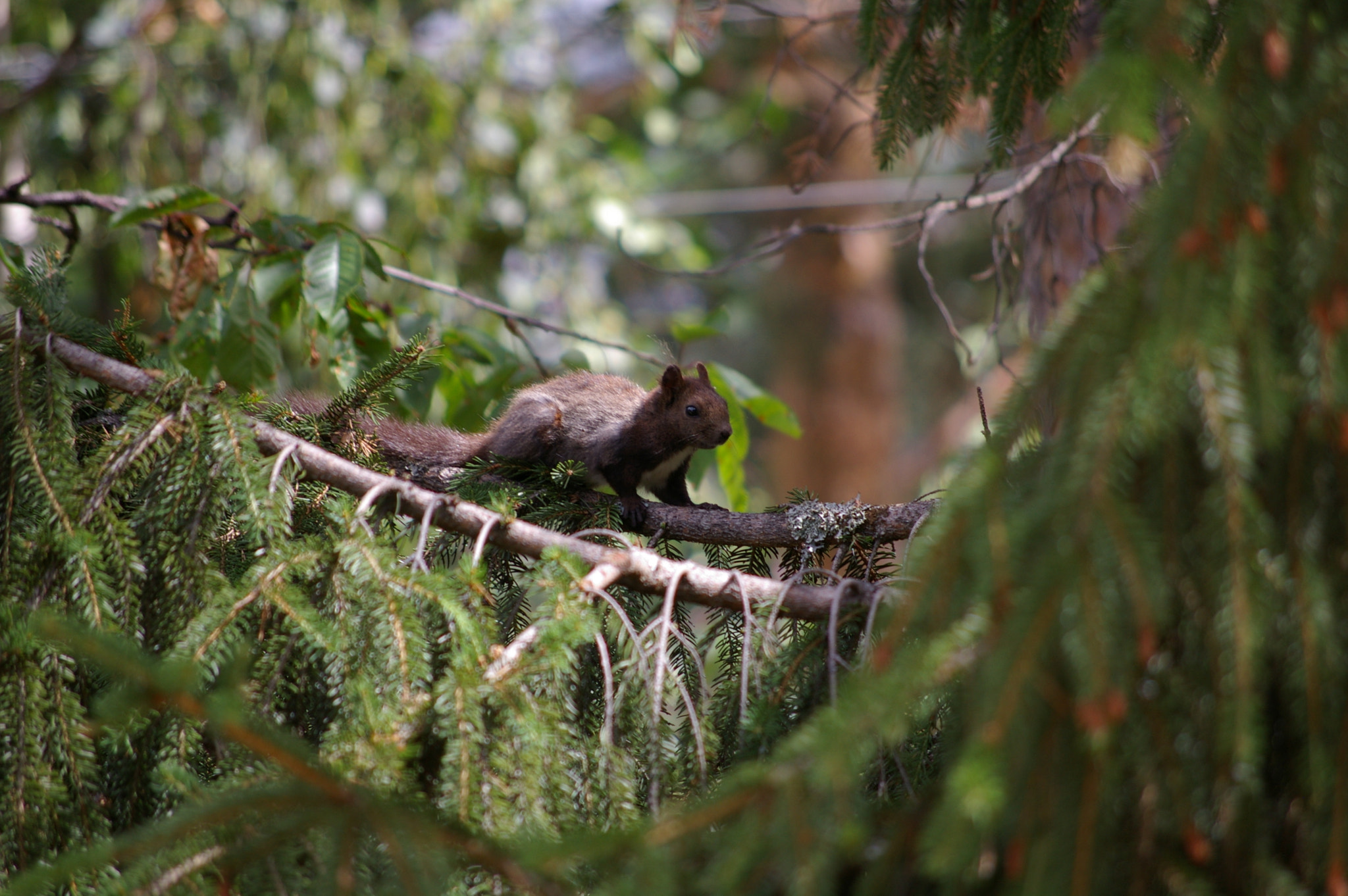 Pentax K100D sample photo. Nature photography