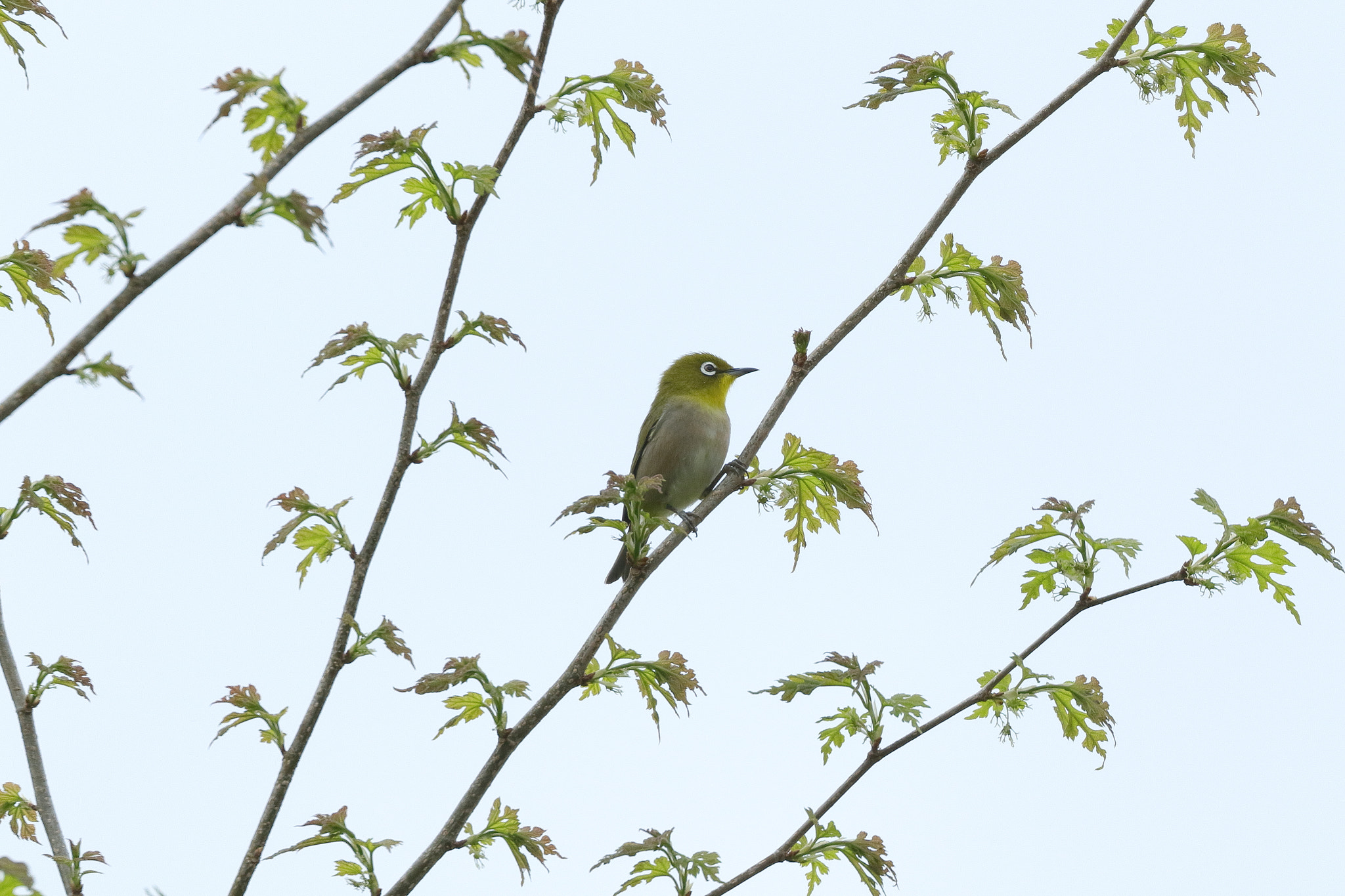 Canon EOS 7D Mark II sample photo. White eye 7i2a0632 photography