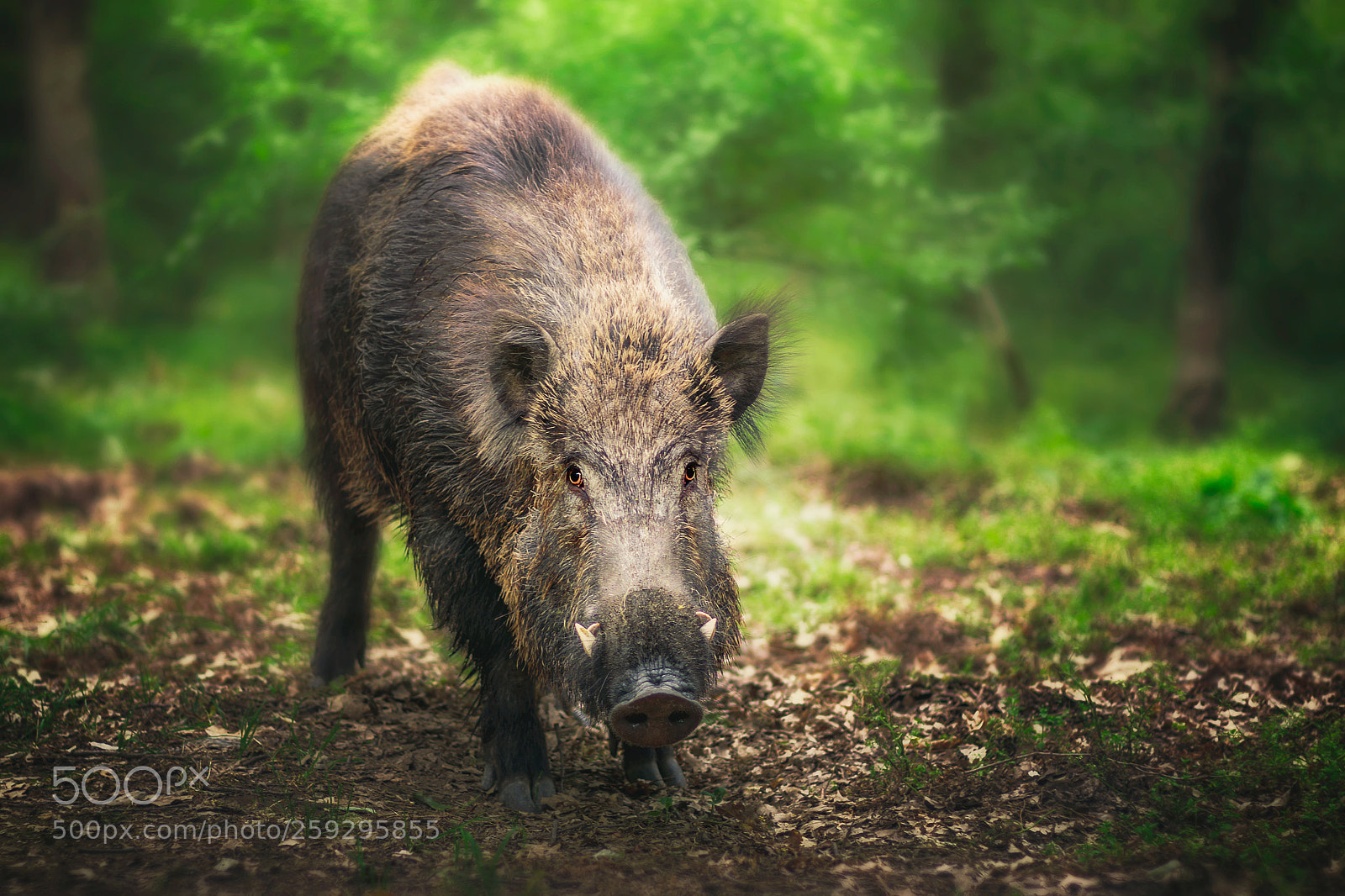 Canon EOS 7D Mark II sample photo. Wild boar! photography