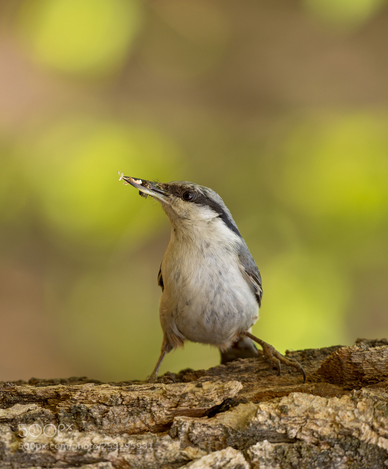 Nikon D7200 sample photo. Eurasian nuthatch photography