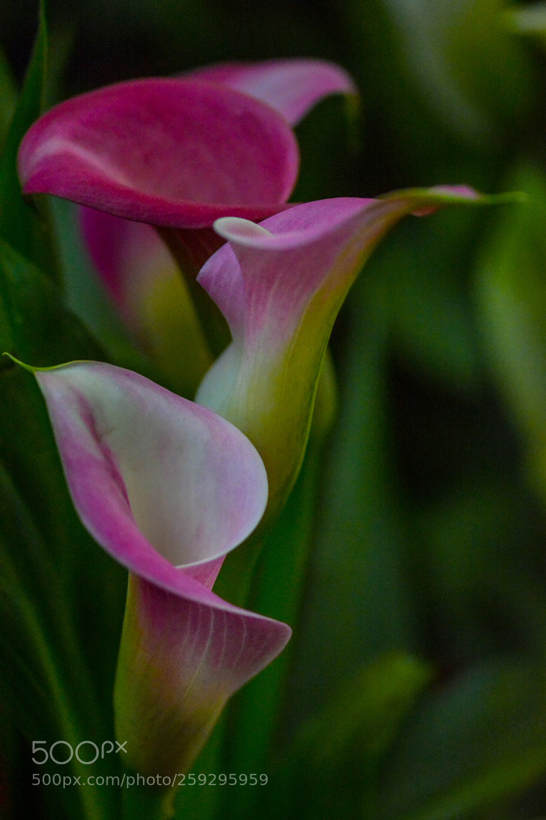 Nikon D7100 sample photo. A lilly in a photography