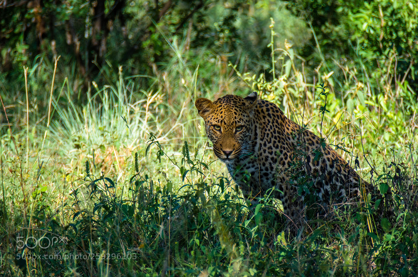 Nikon D7100 sample photo. Are you looking it photography