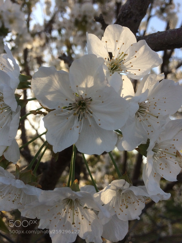 Apple iPhone 5s sample photo. Bloom photography