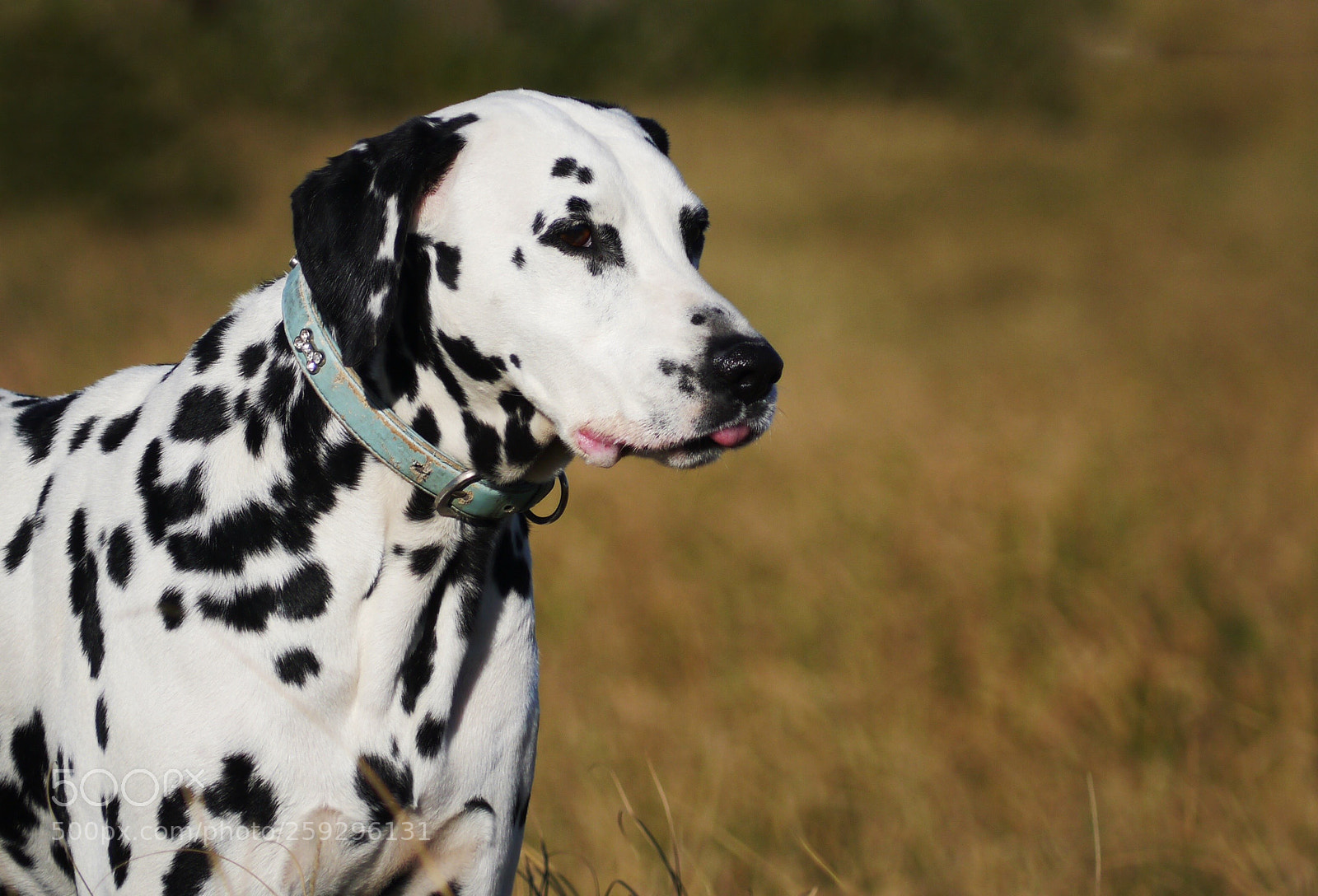 Panasonic Lumix DMC-G3 sample photo. Dalmatian  photography