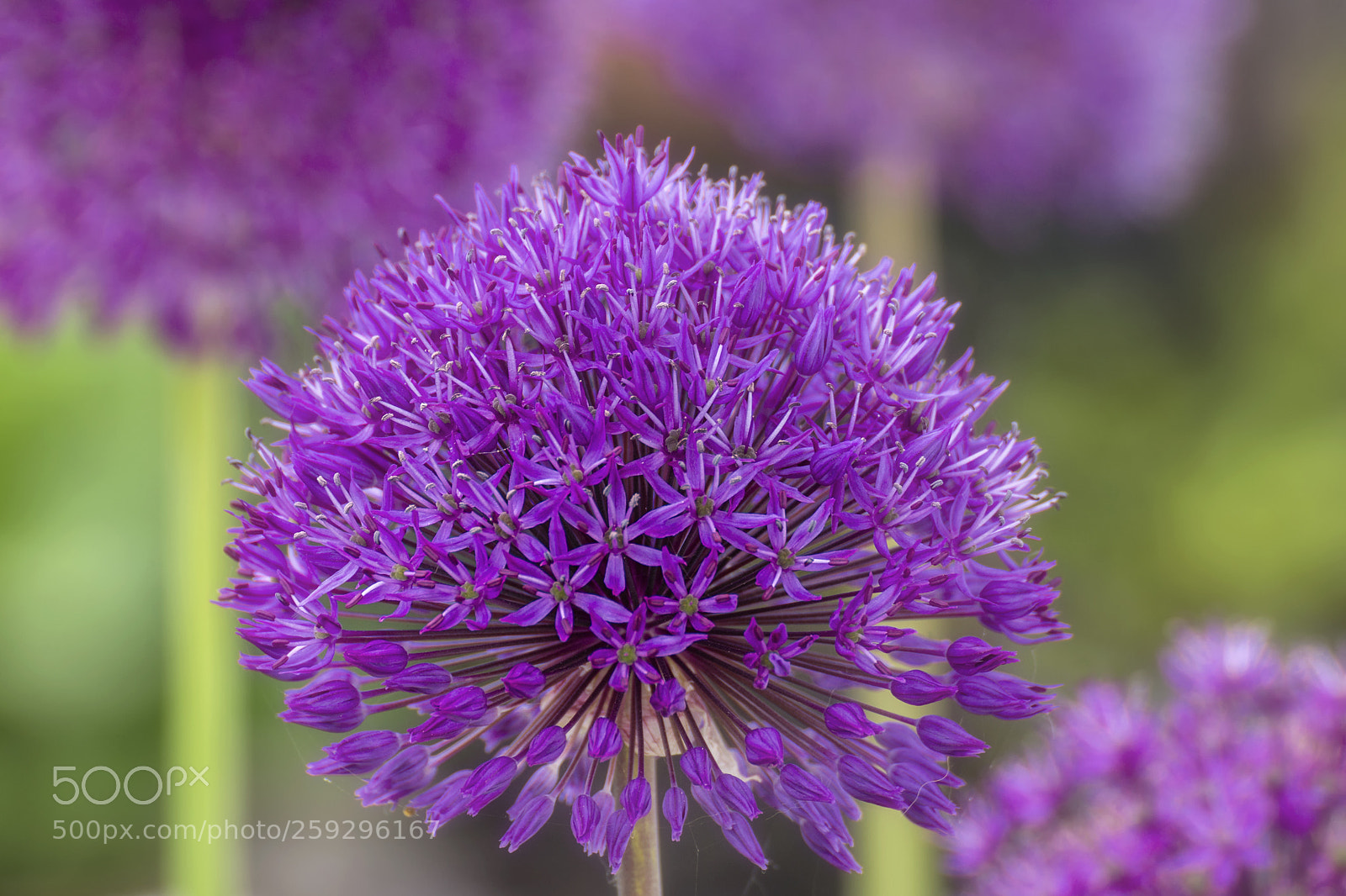 Sony SLT-A65 (SLT-A65V) sample photo. Allium group photography