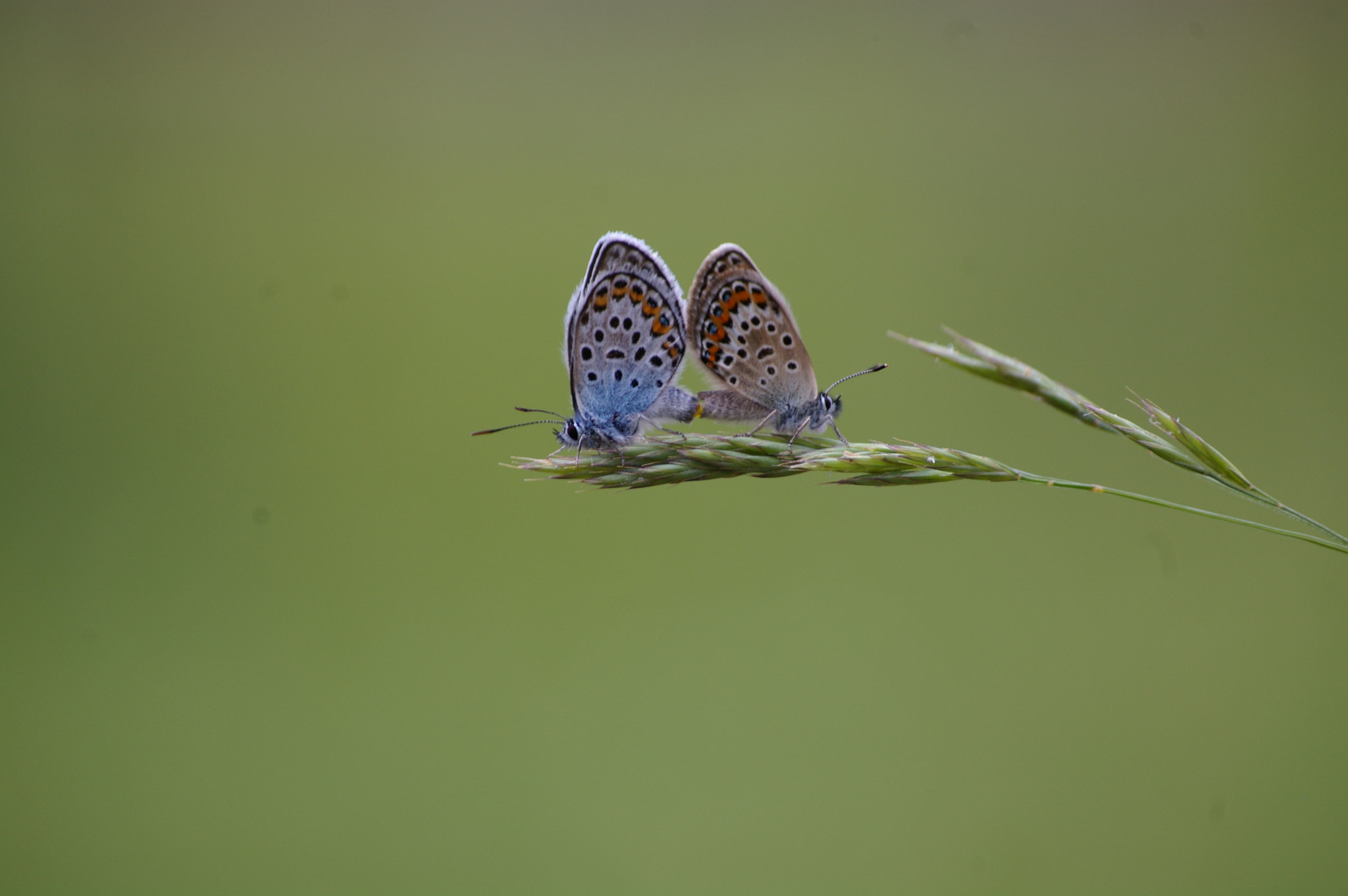 Pentax K100D sample photo. Nature photography