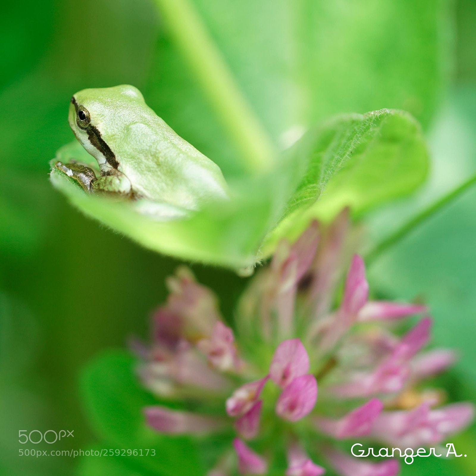 Sony a6500 sample photo. Frog photography