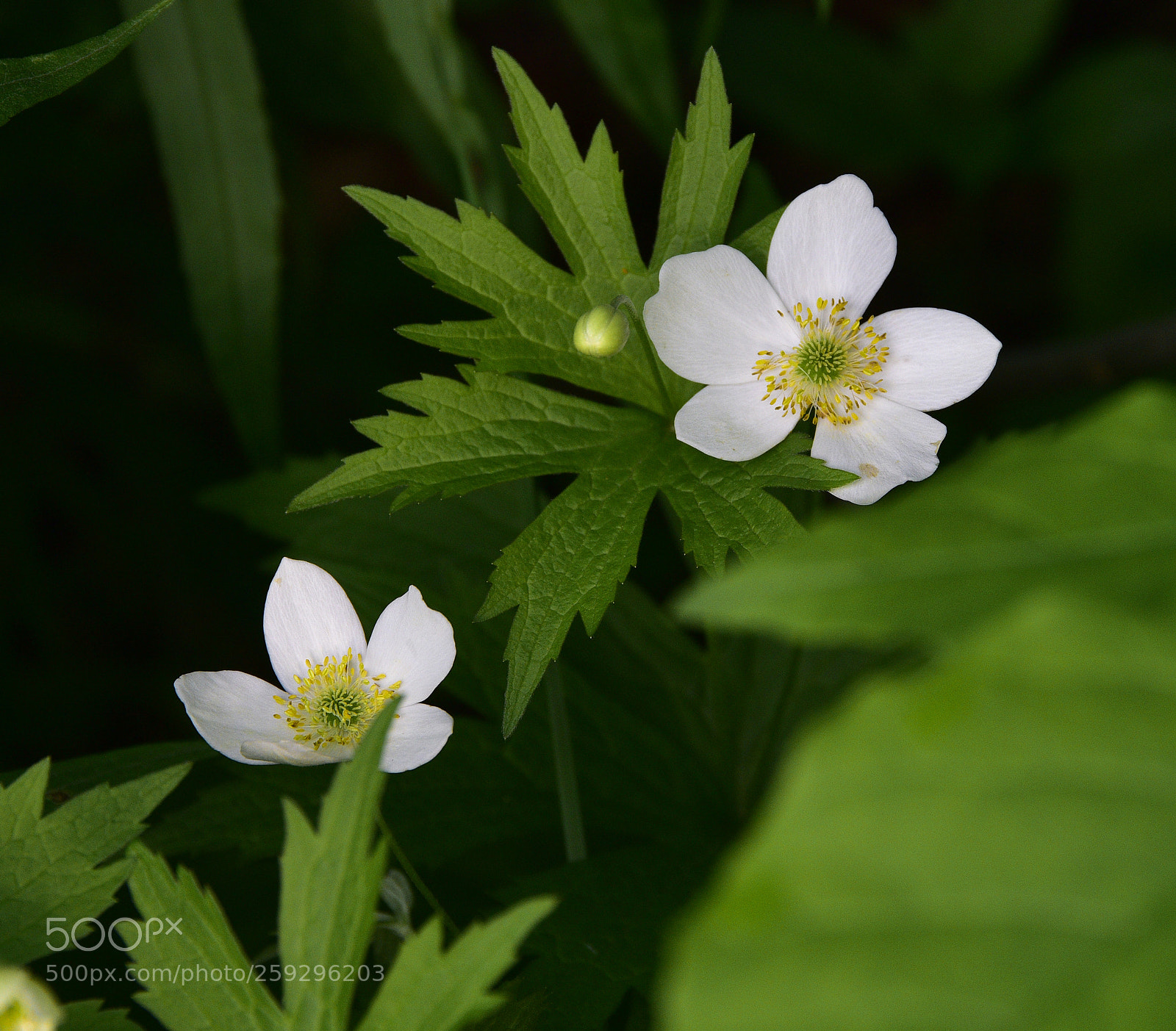 Nikon D810 sample photo. Canada anemone photography