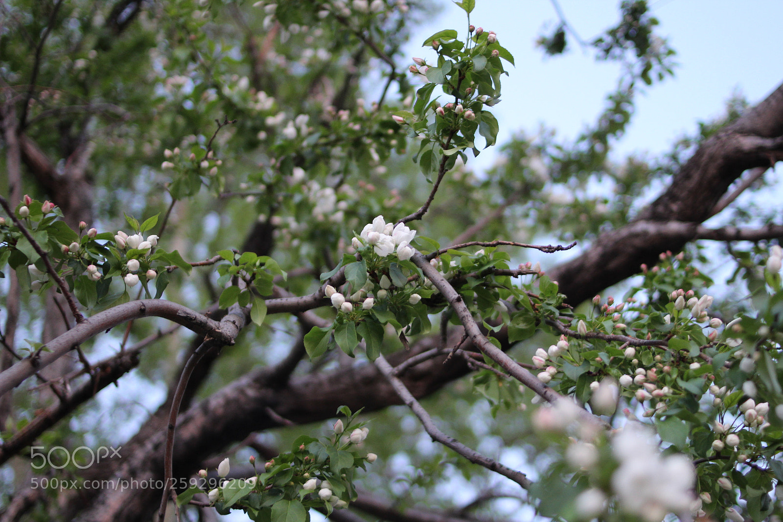 Canon EOS 600D (Rebel EOS T3i / EOS Kiss X5) sample photo. Apple photography