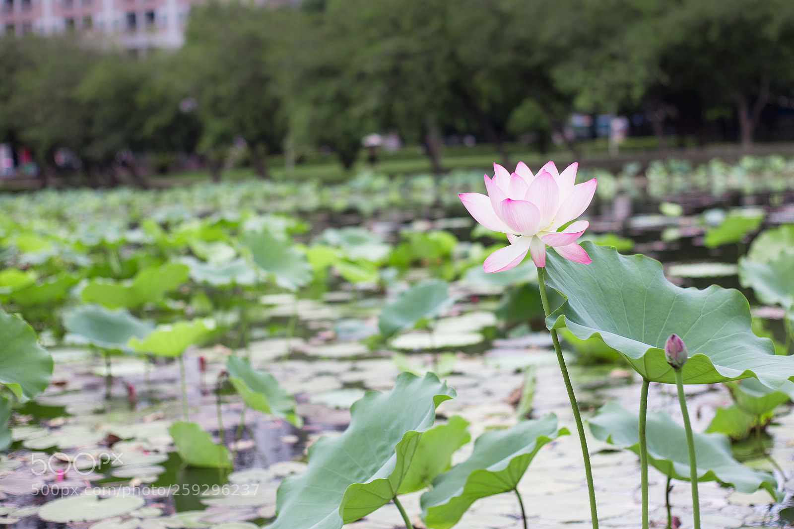 Canon EOS 6D sample photo. 荷花 lotus photography