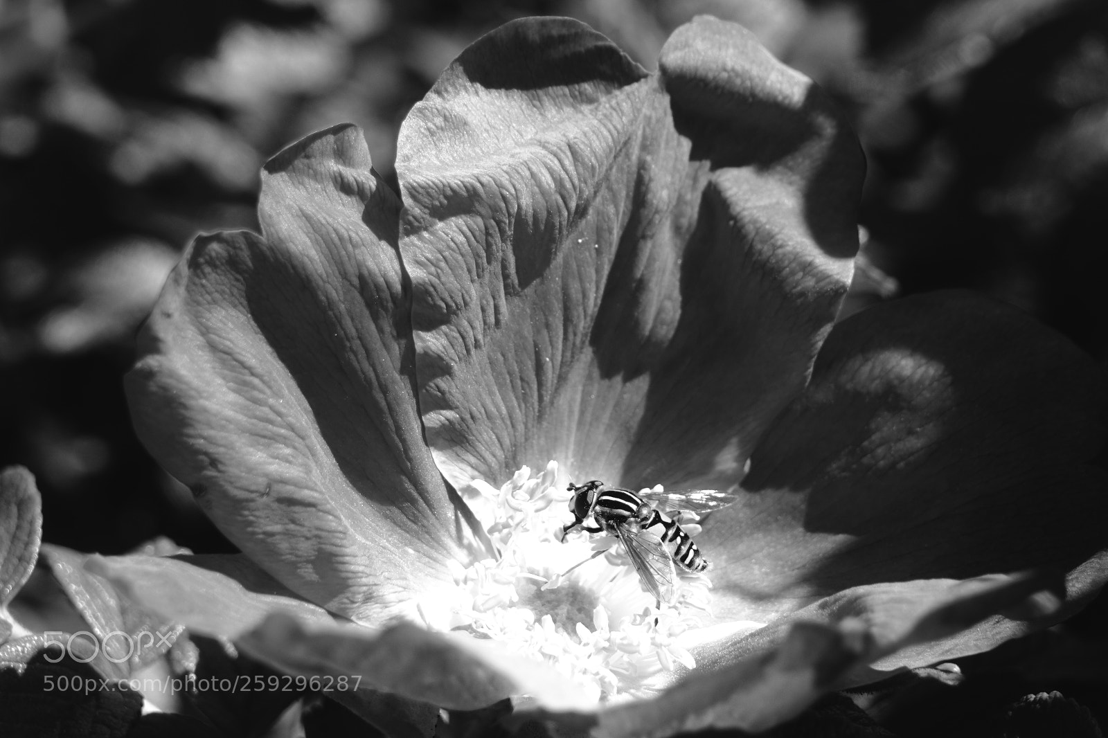 Sony a7R III sample photo. Portrait of a wasp photography