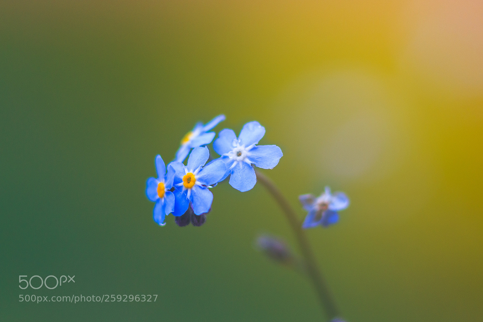 Canon EOS 70D sample photo. Bloom lightray photography
