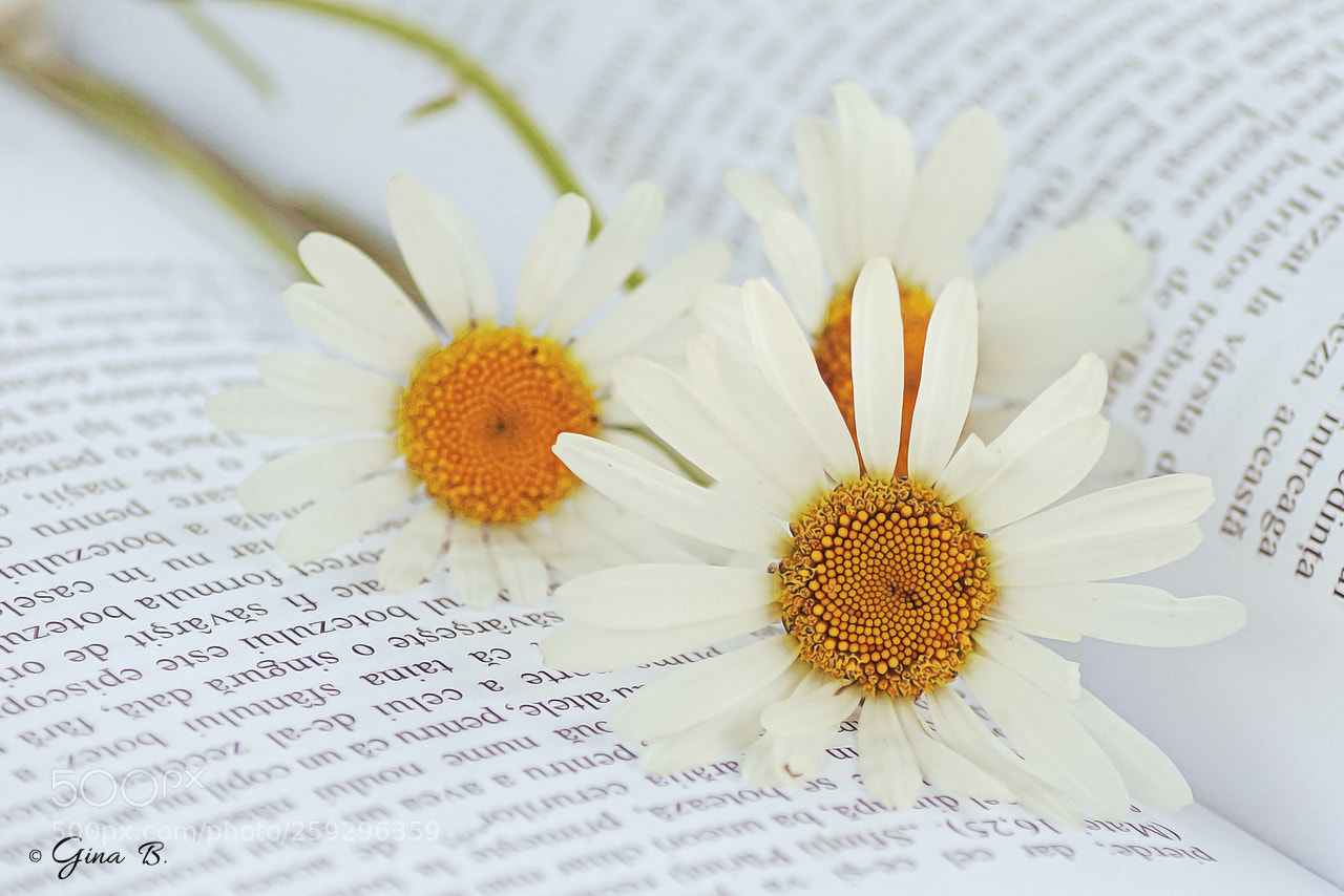 Nikon D300 sample photo. Summer mood photography