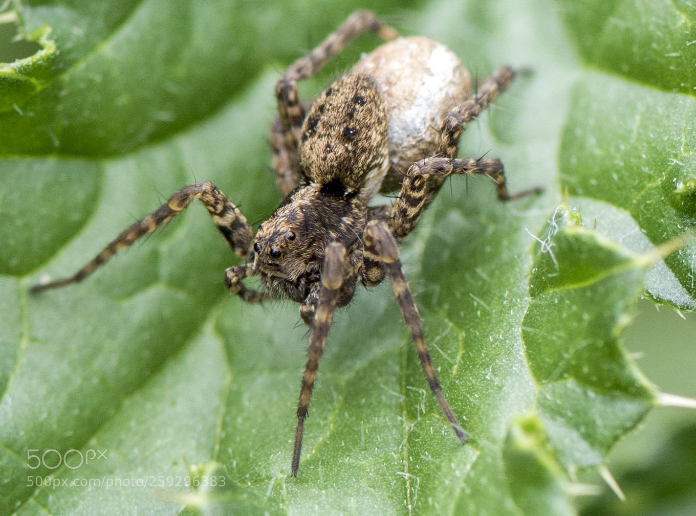 Nikon D810 sample photo. Spider photography