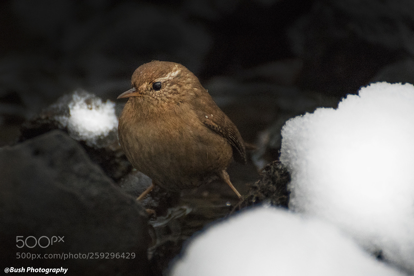Nikon D500 sample photo. Bird photography