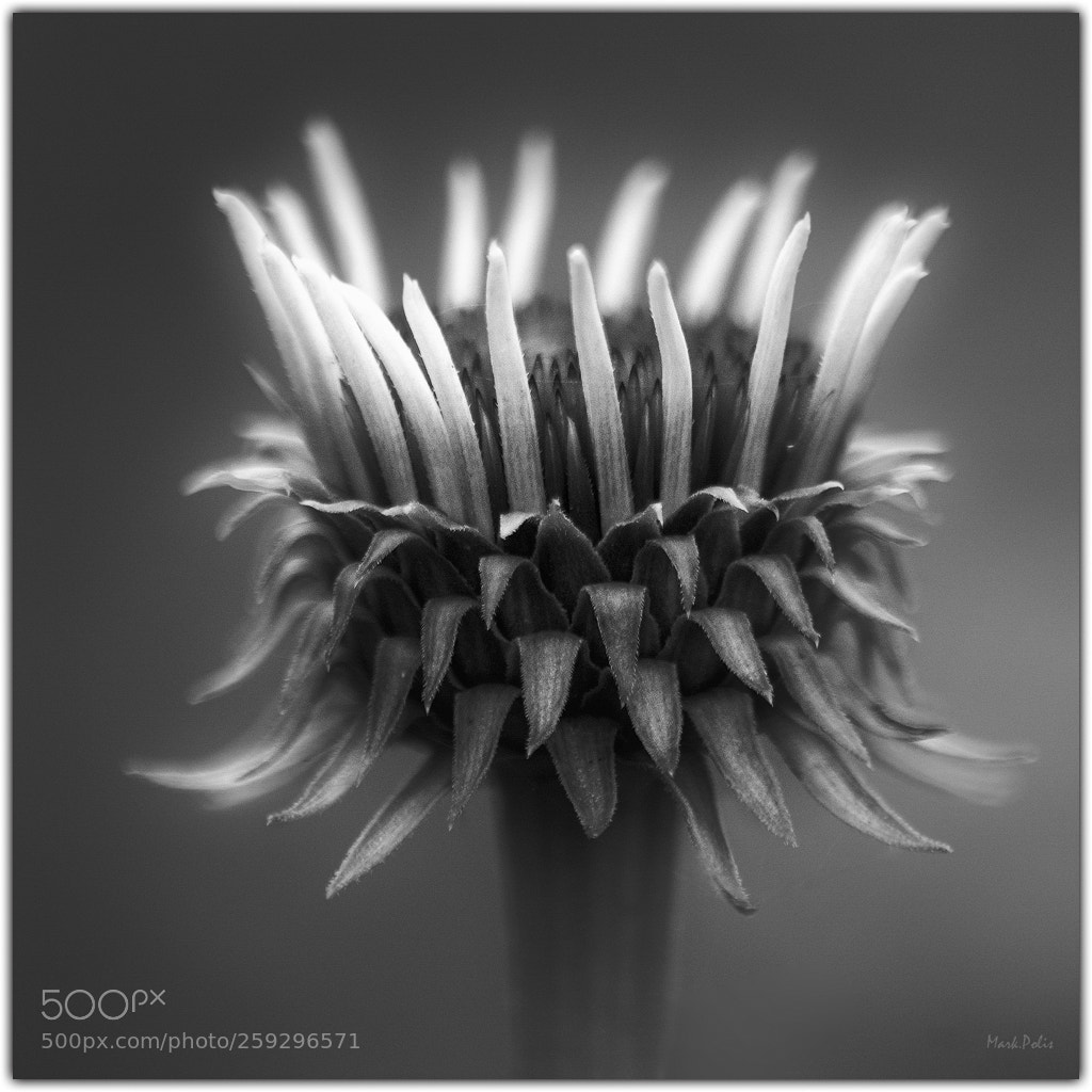 Canon EOS 7D sample photo. Echinacea mono photography