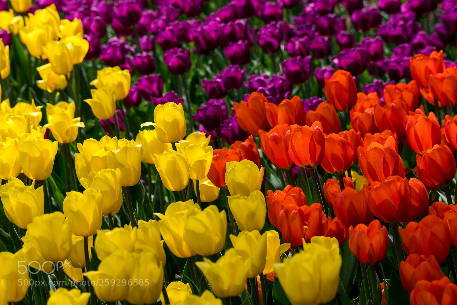 Sony a7R II sample photo. Tulip series photography